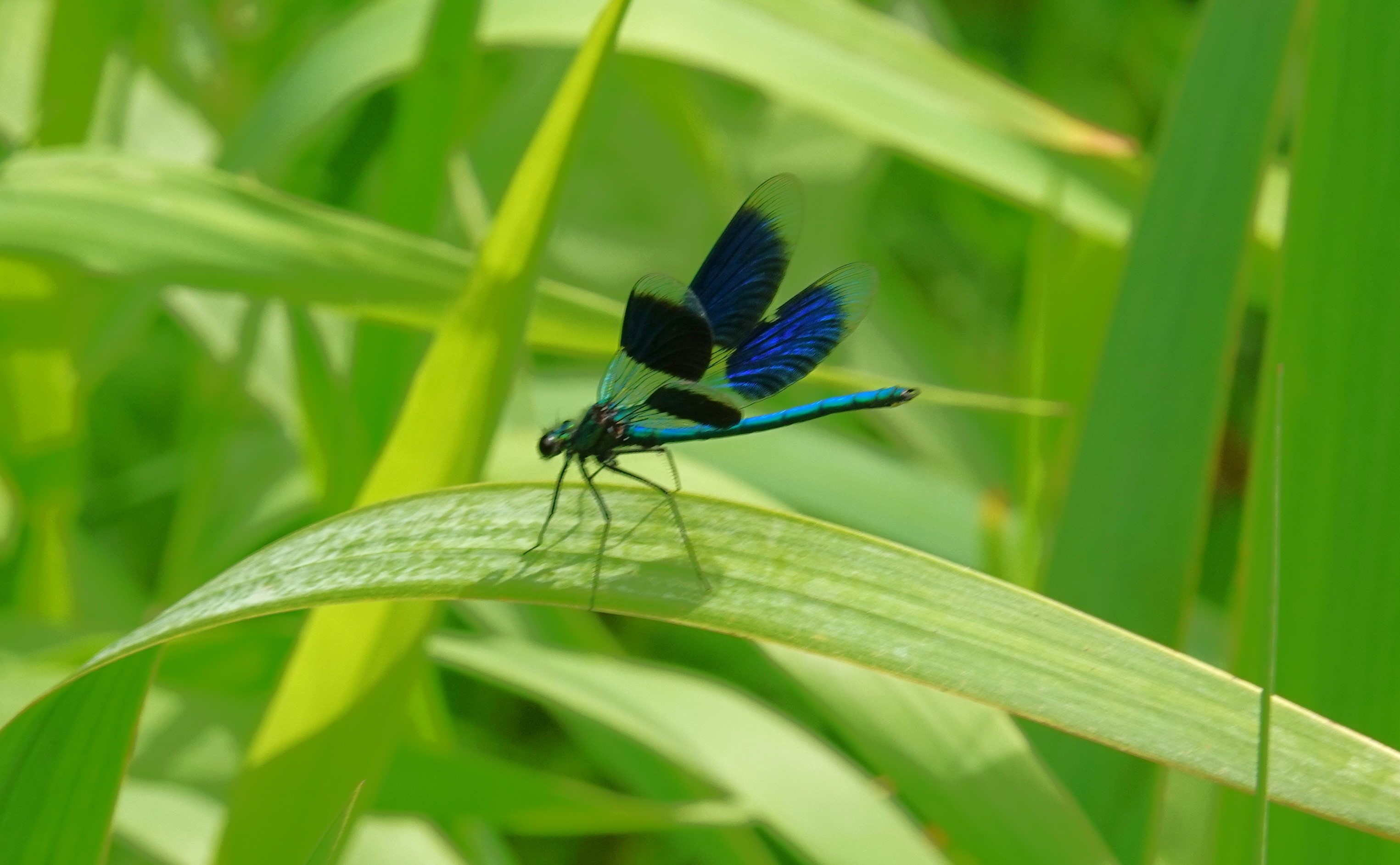 3. Male Banded Demoiselle damselfly