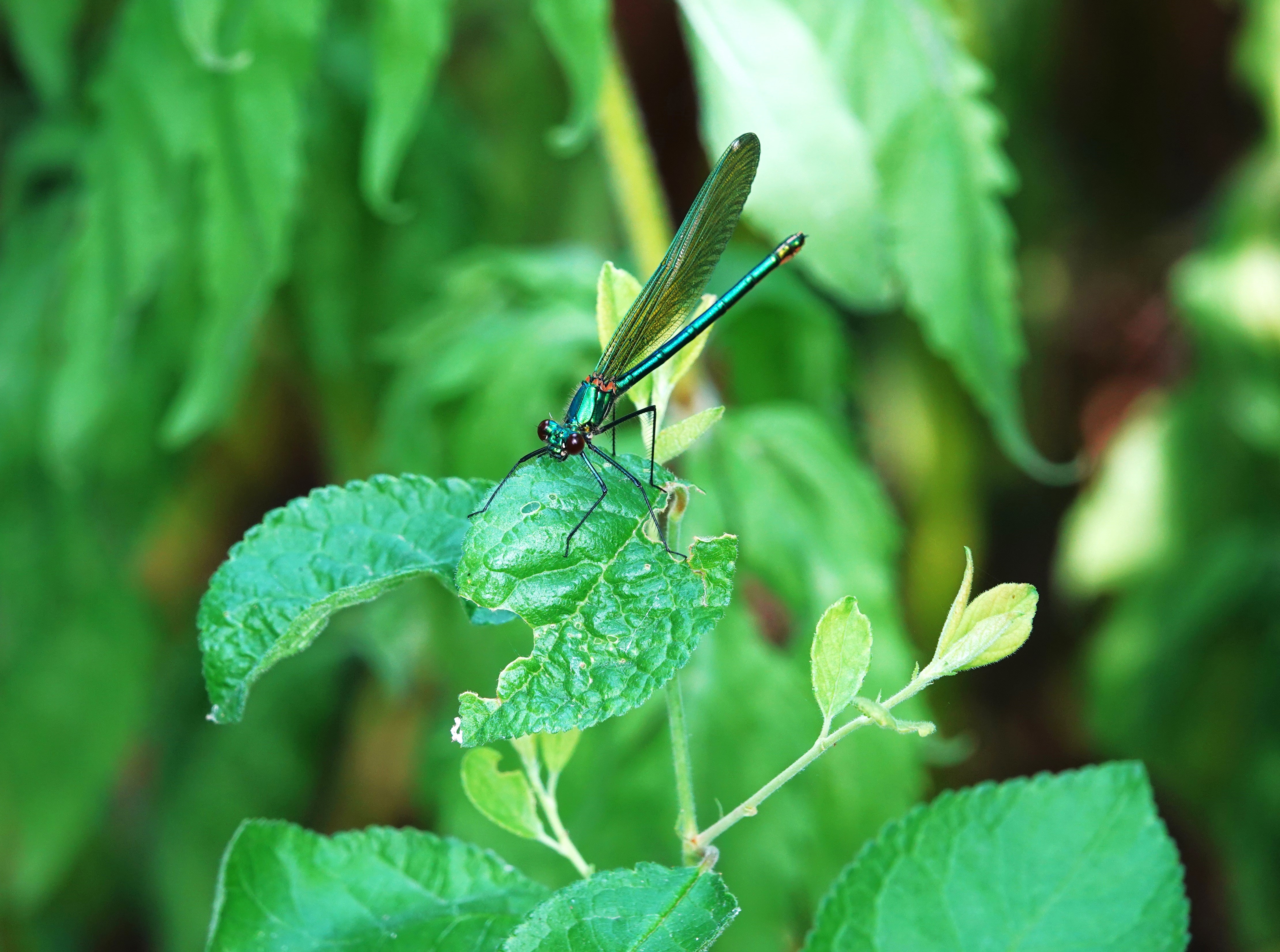 4. Female Beautiful Demoiselle damselfly
