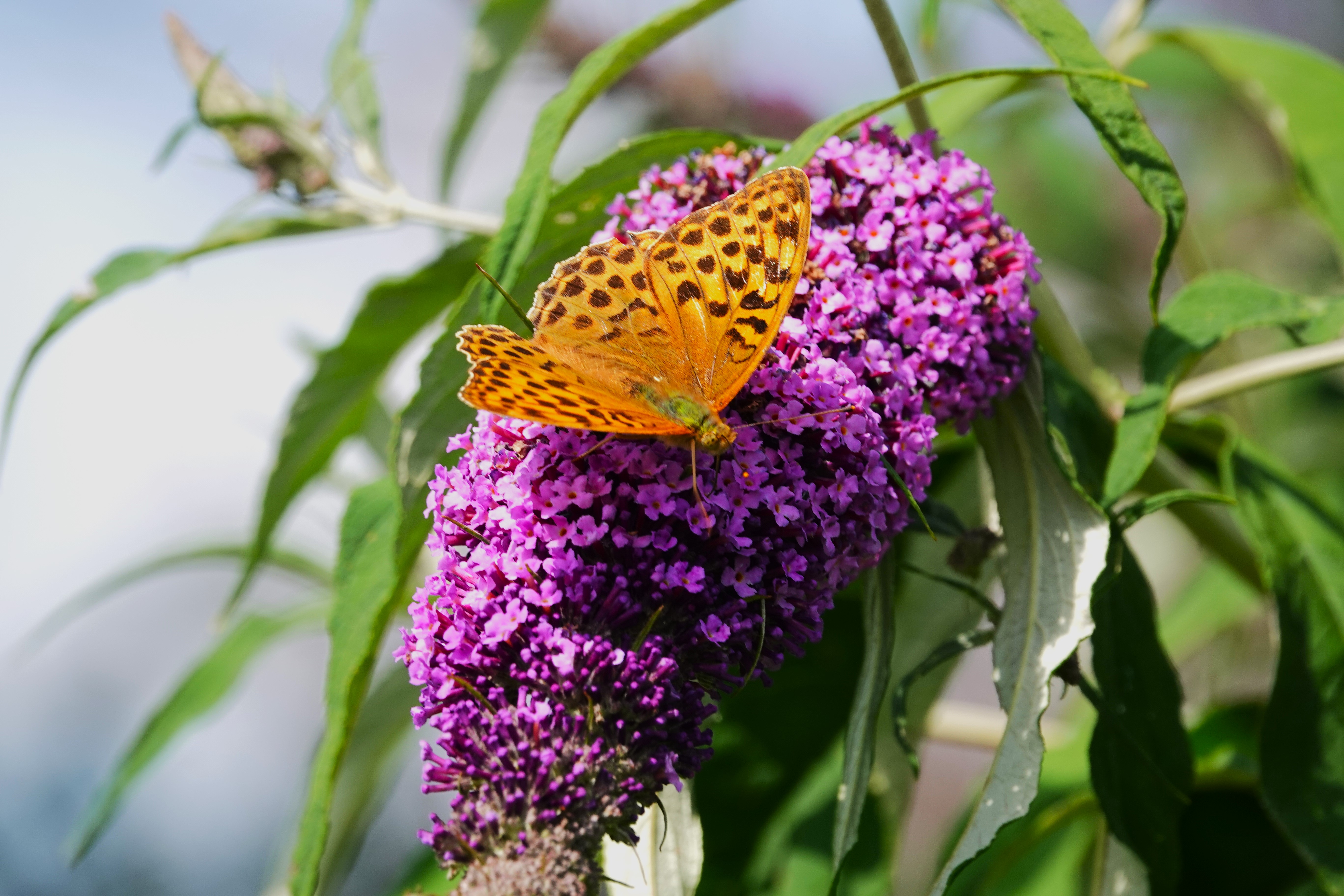 1. female Silver-washed Fritillary on buddleia