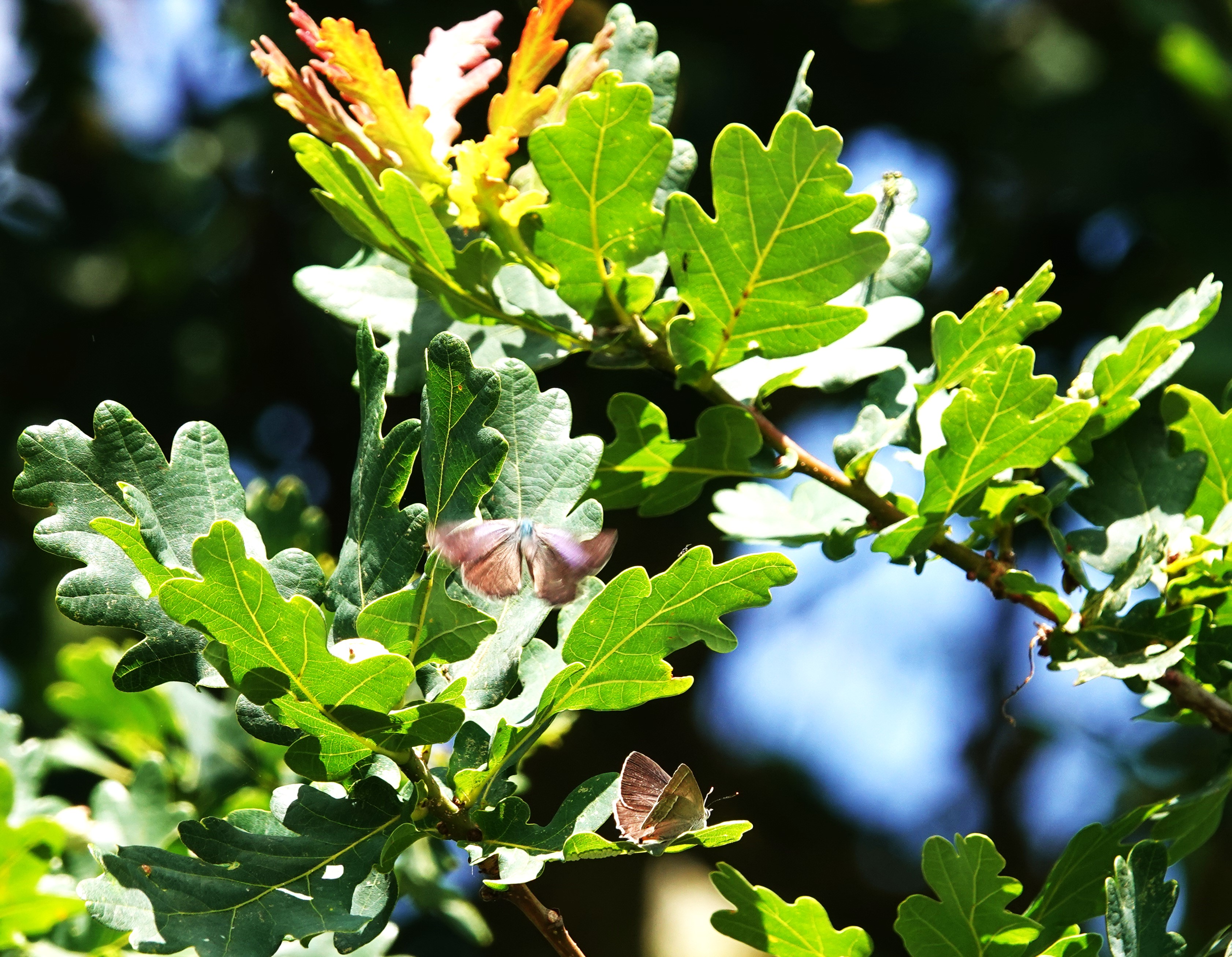 2. a couple of Purple Hairstreaks quite low in an oak