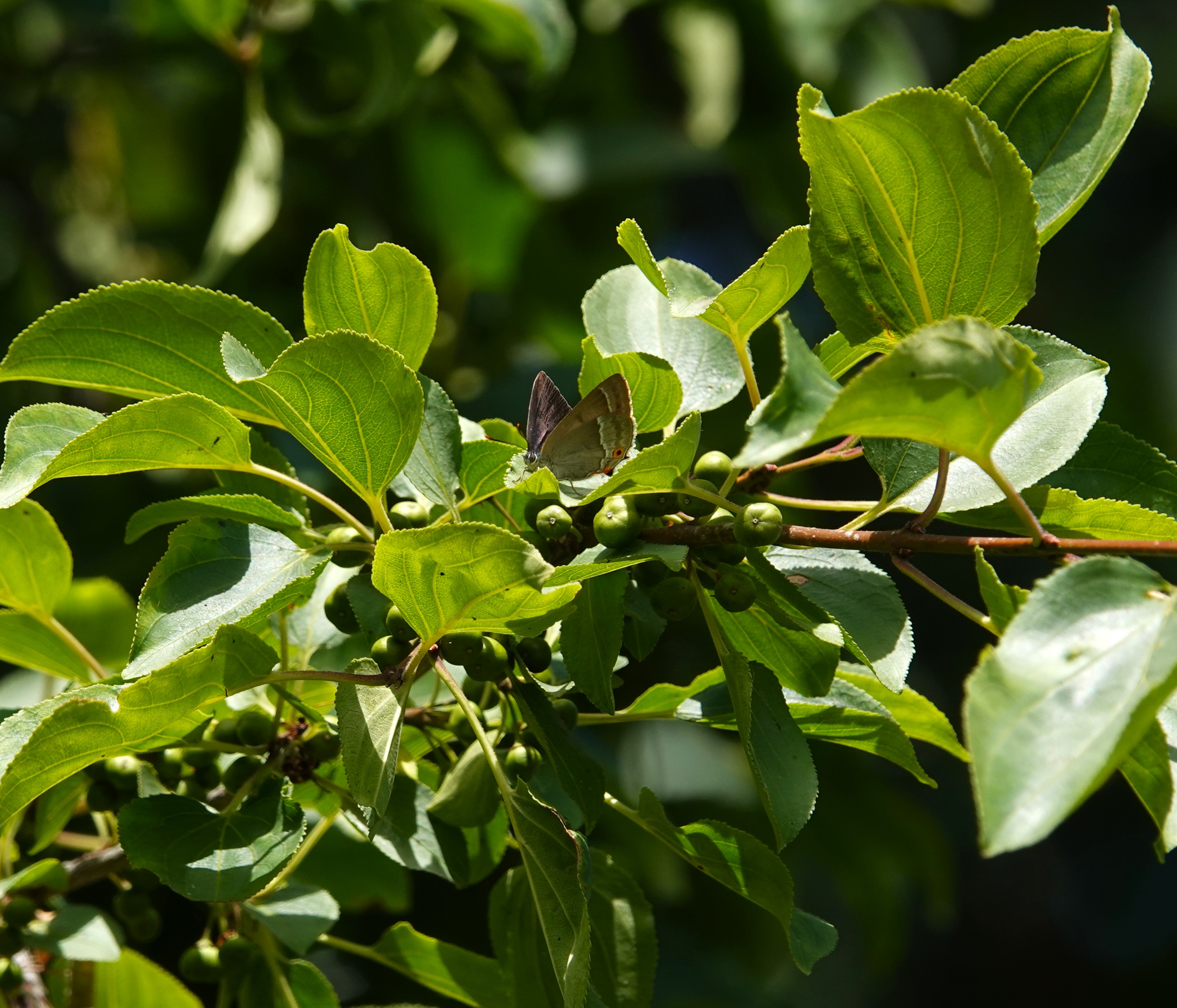 3. female Purple Hairstreak resting in an adjacent buckthorn