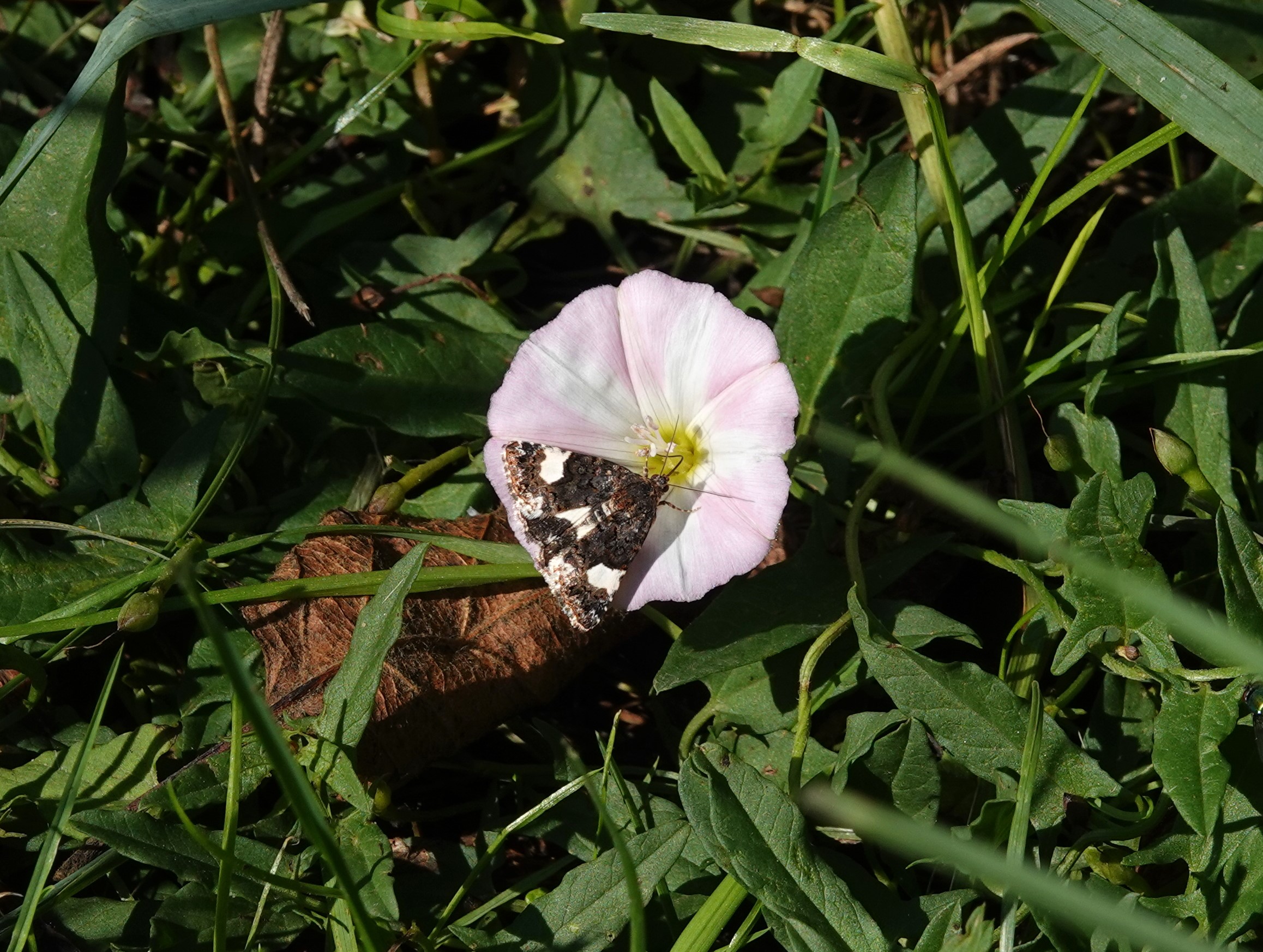 The rare Four-spotted moth nectaring on field bindweed on our meadow