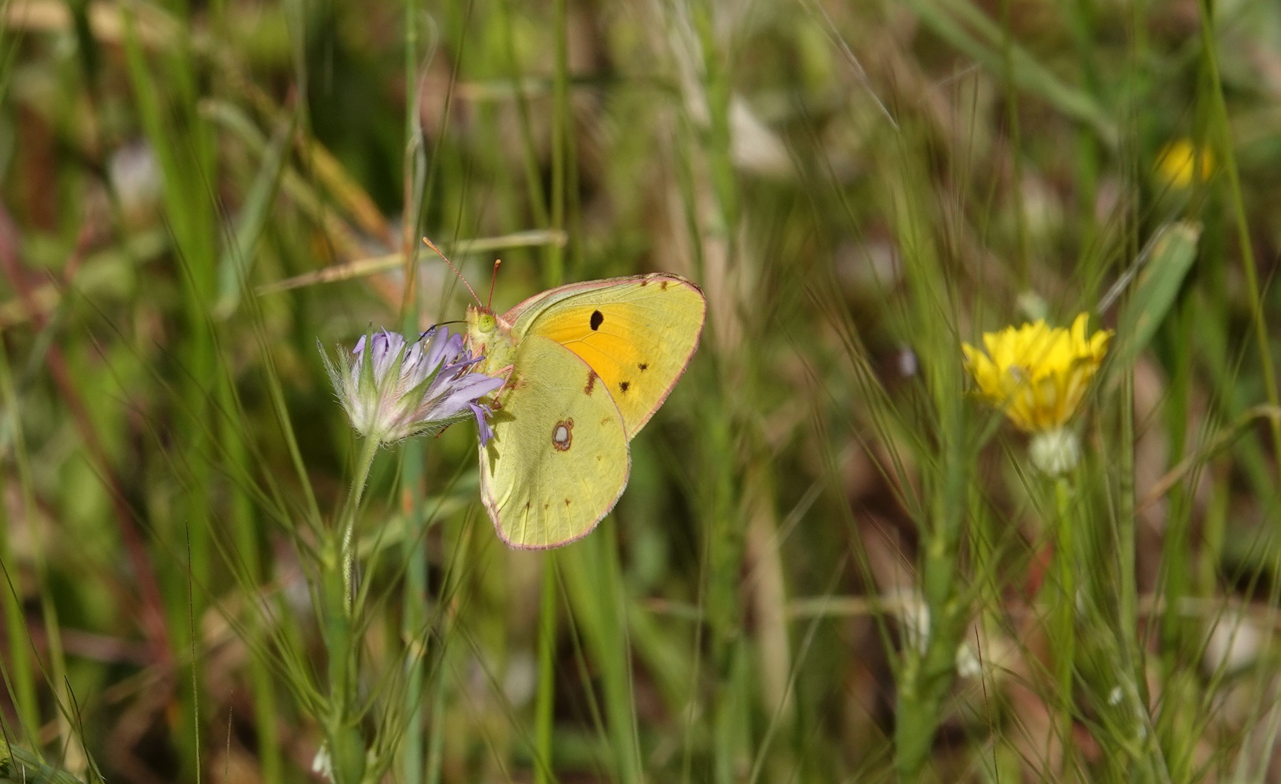 1. Clouded Yellow - one like this - briefly seen as its hurled along our meadow, obviously on a mission!