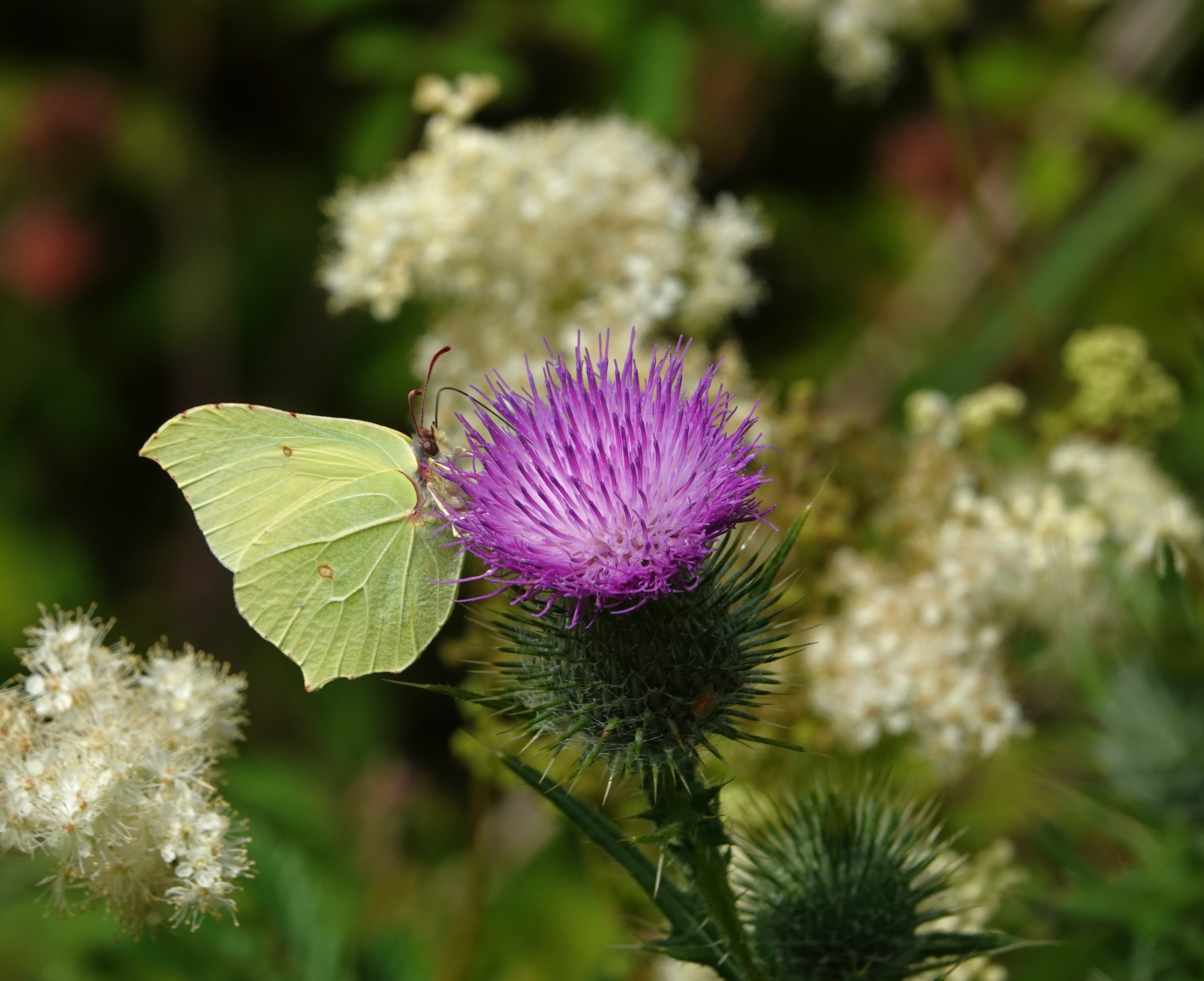 2. The usually common Brimstone feasting on a thistle