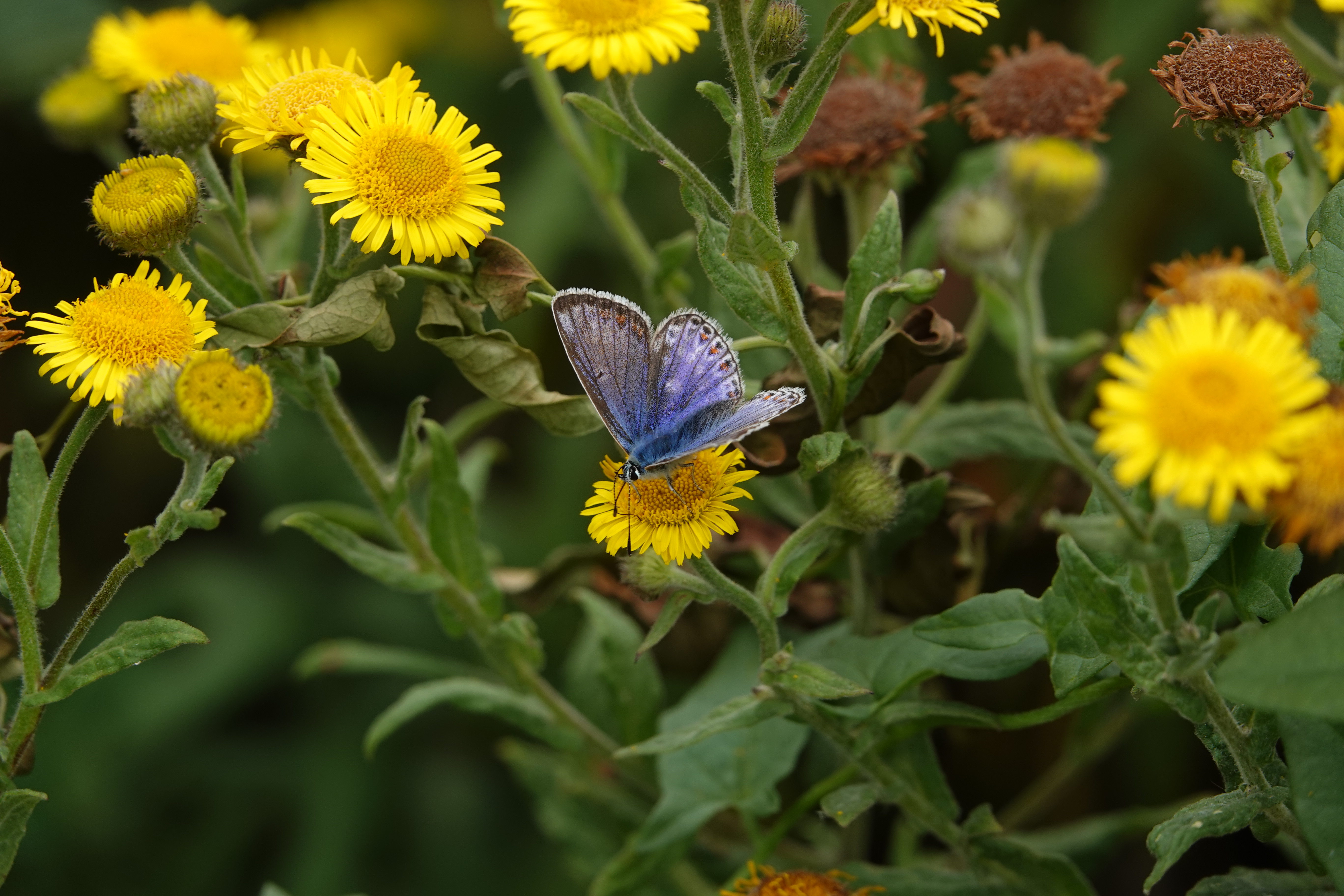 1. Variation of a variation - the blue form female Common Blue plus more