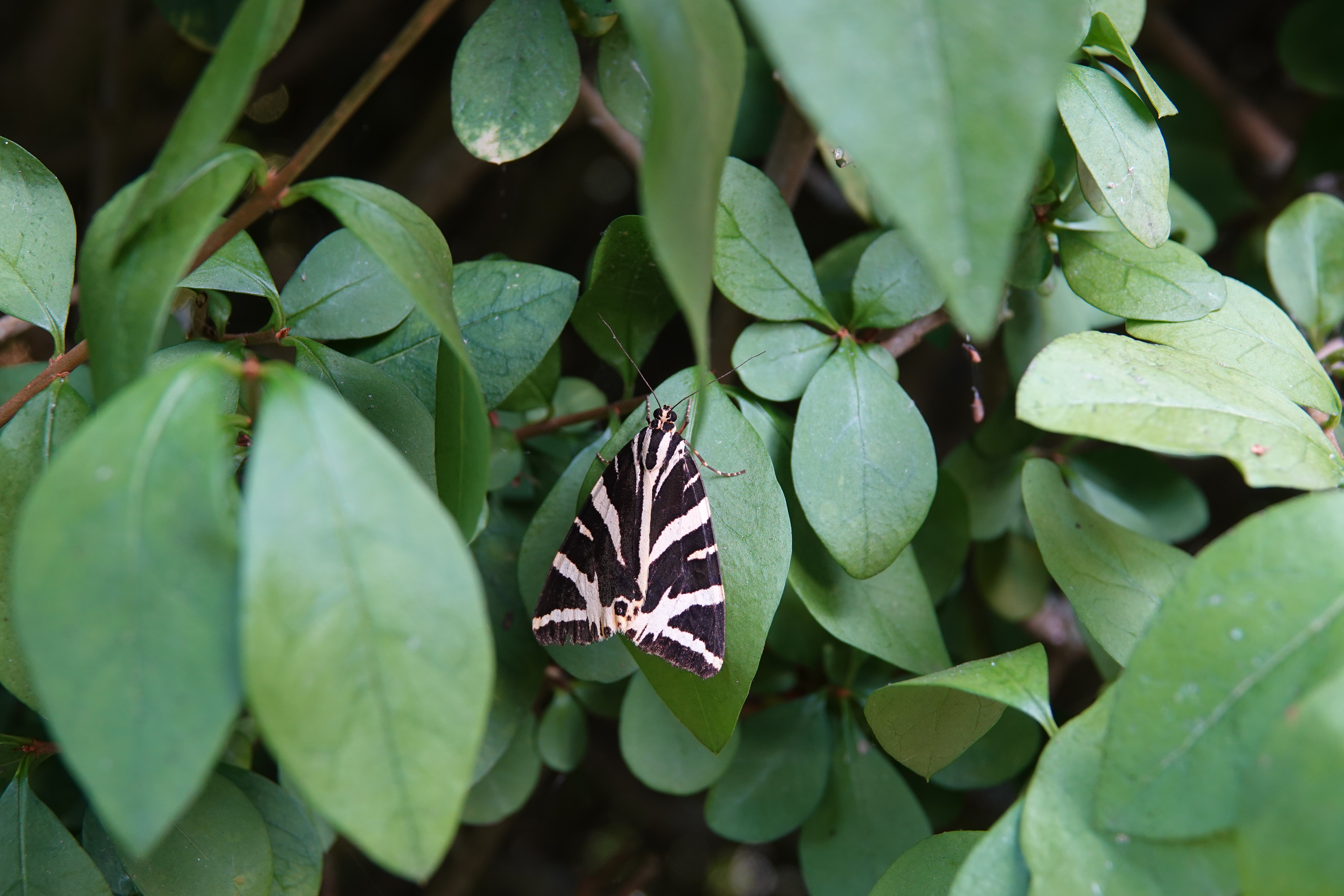 2. A resting Jersey Tiger Moth