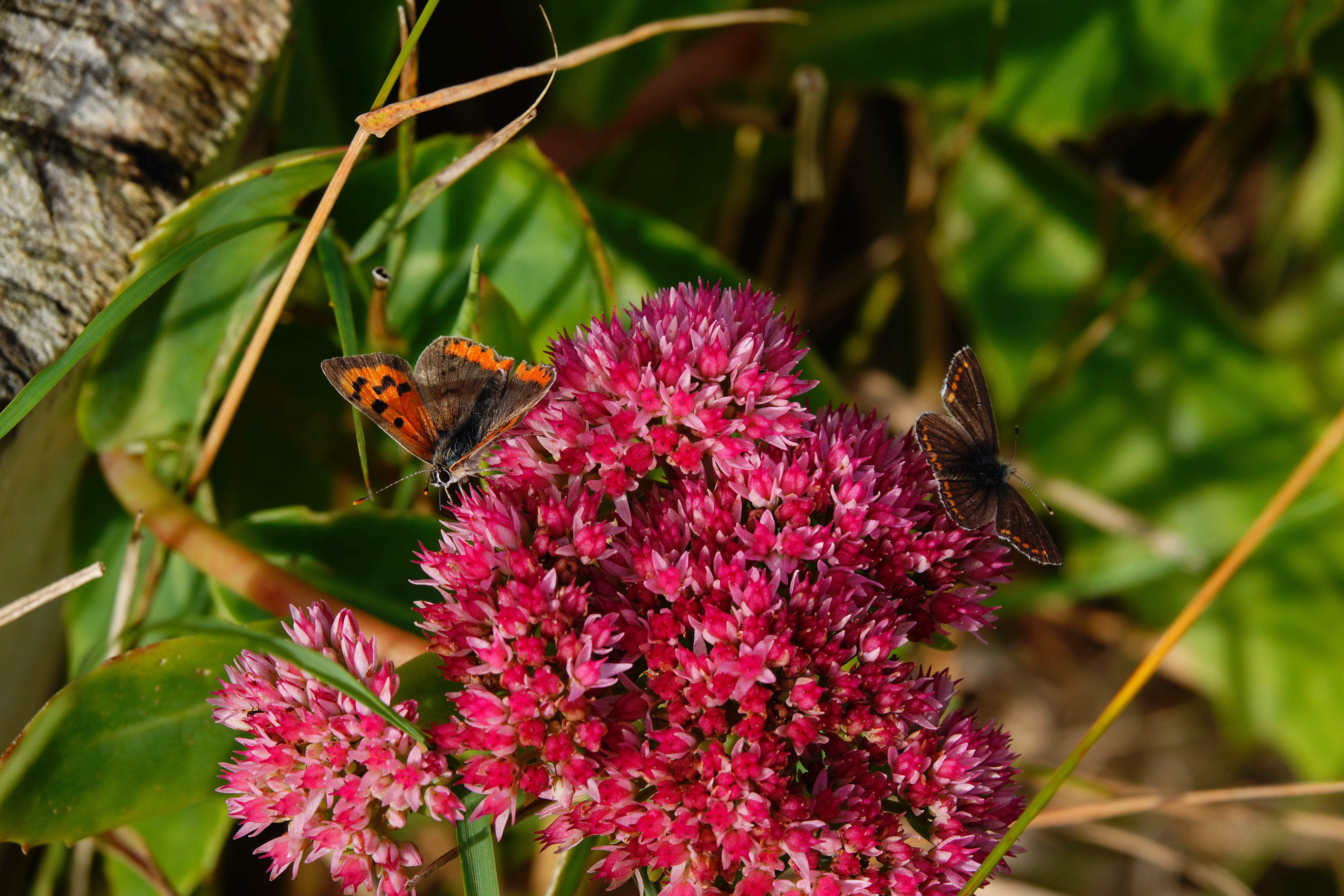 Brown Argus  sharing ice plant with Small Copper