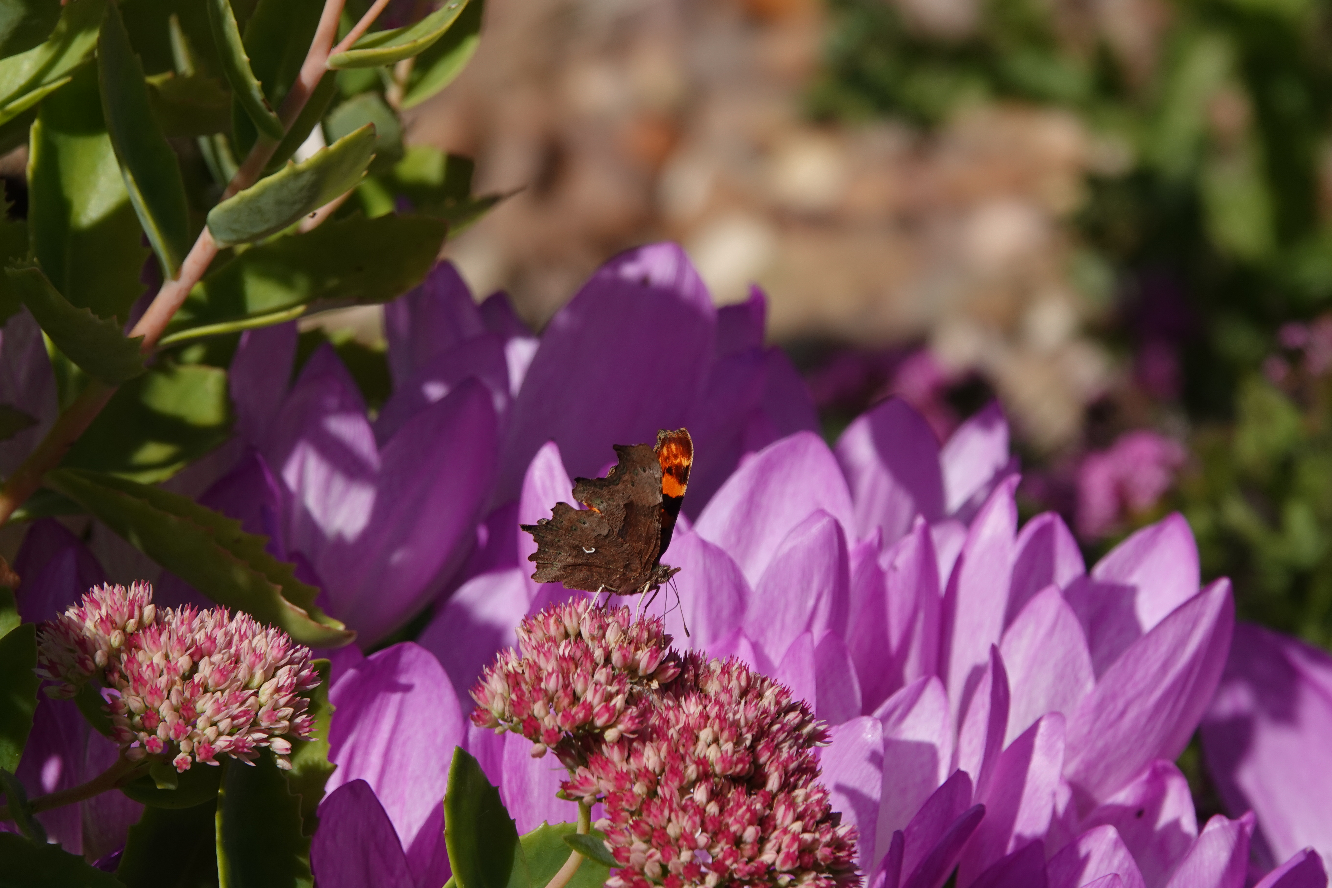 Comma feeding on ice plant