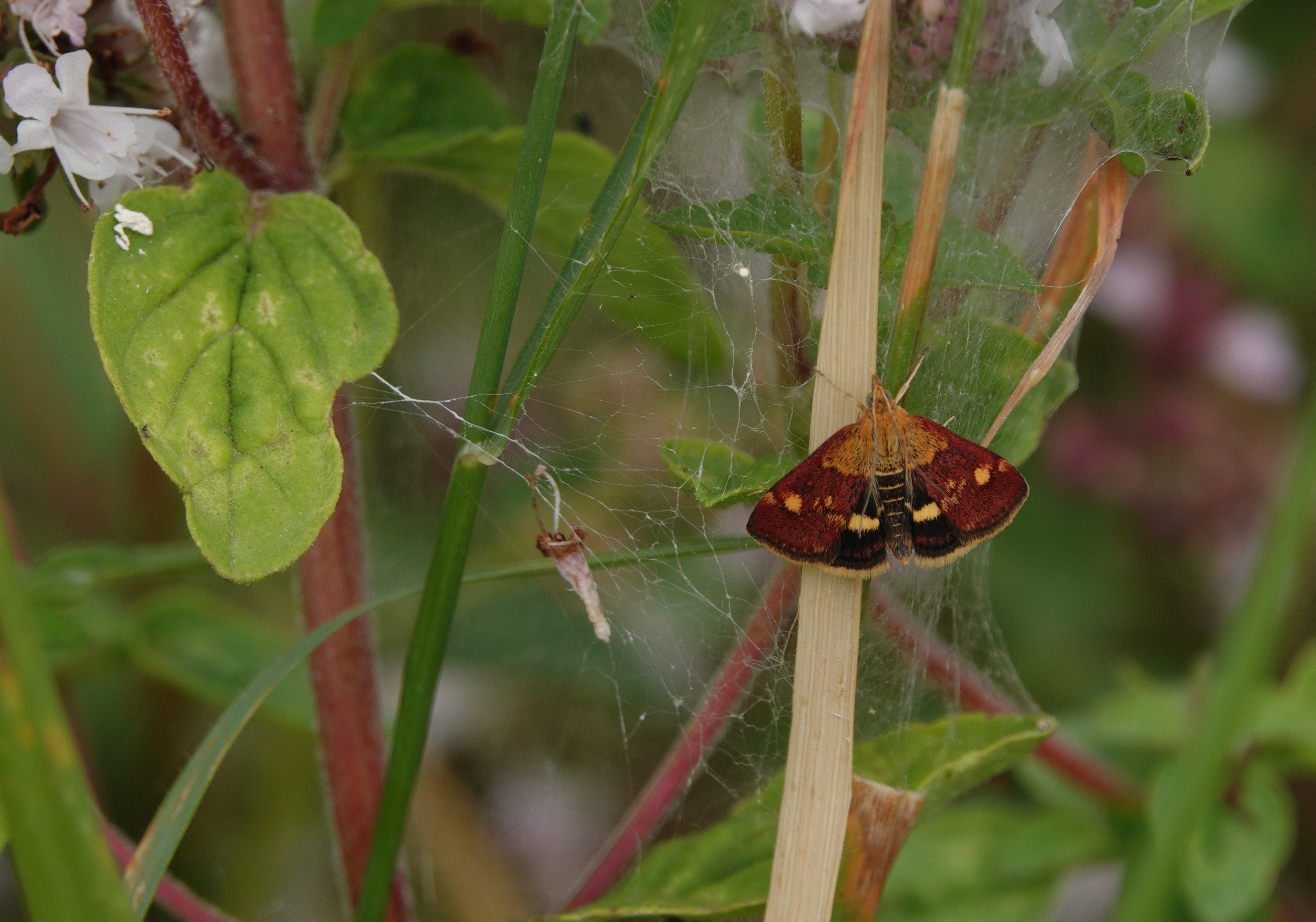 Mint Moth dangerously close to spiders domain