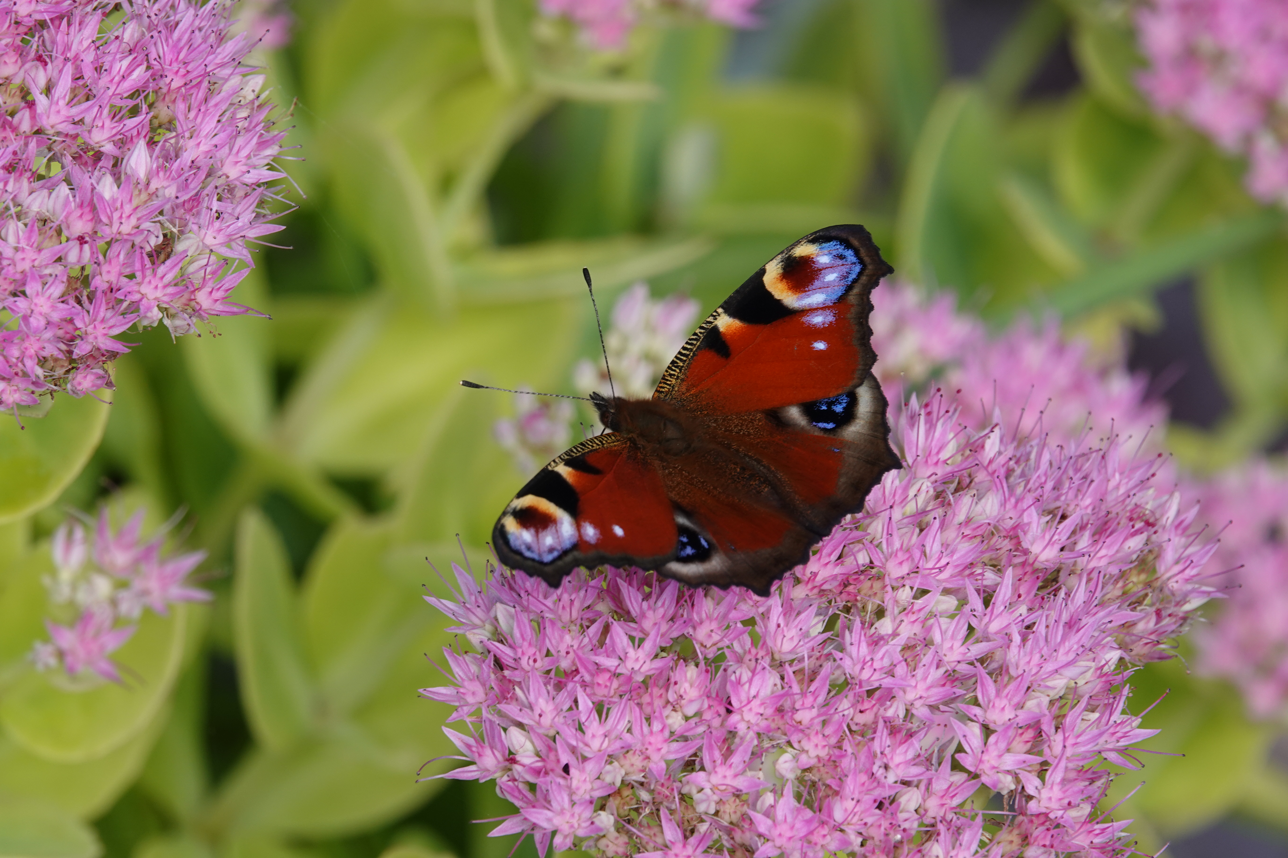 Peacock feeding on ice plant