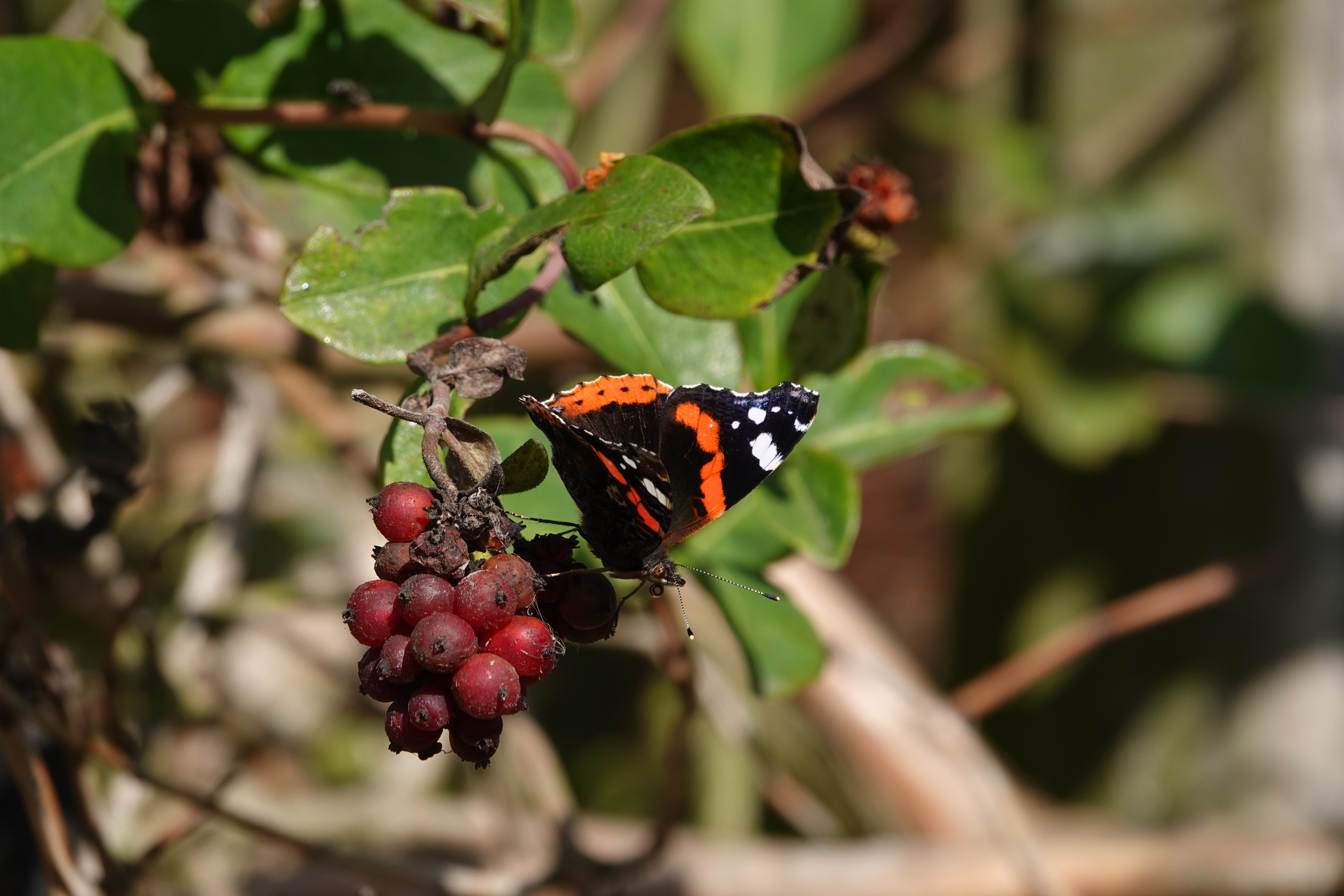 Red Admiral enjoying juices from the honeysuckle