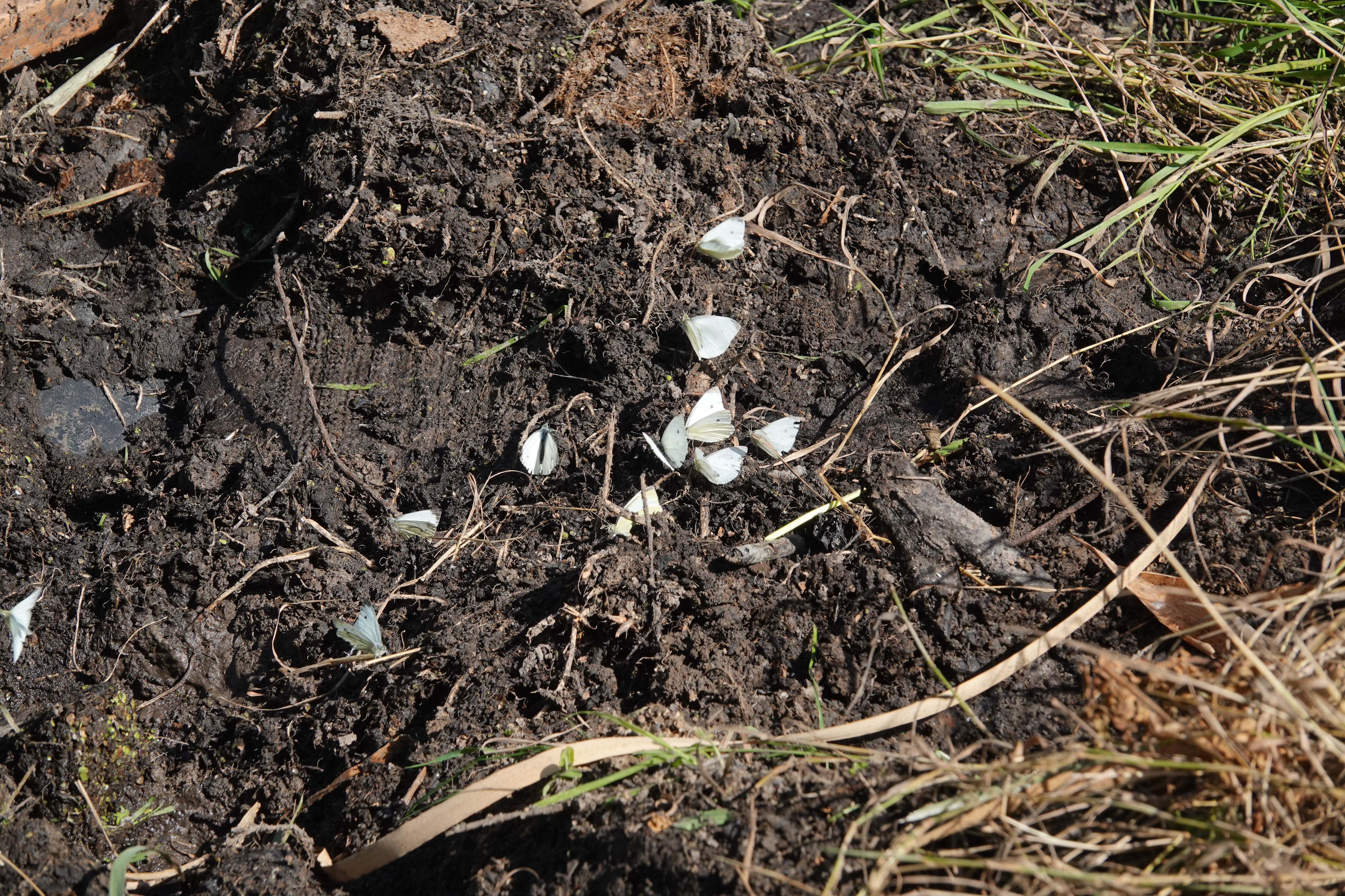 Small and Green-veined Whites gathered together mudd-puddling in the marsh