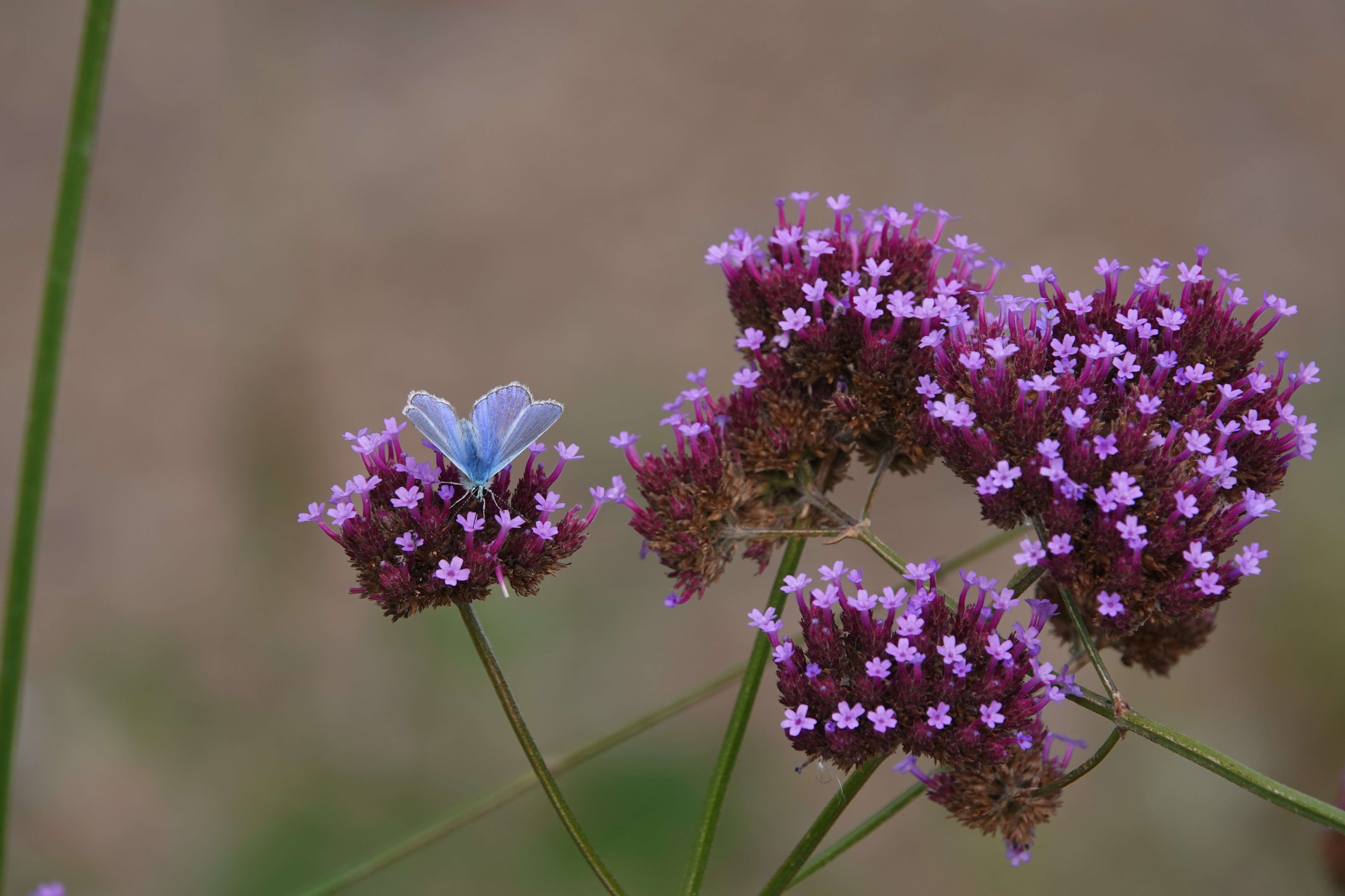 Third brood Common Blue on Verbena bonariensis