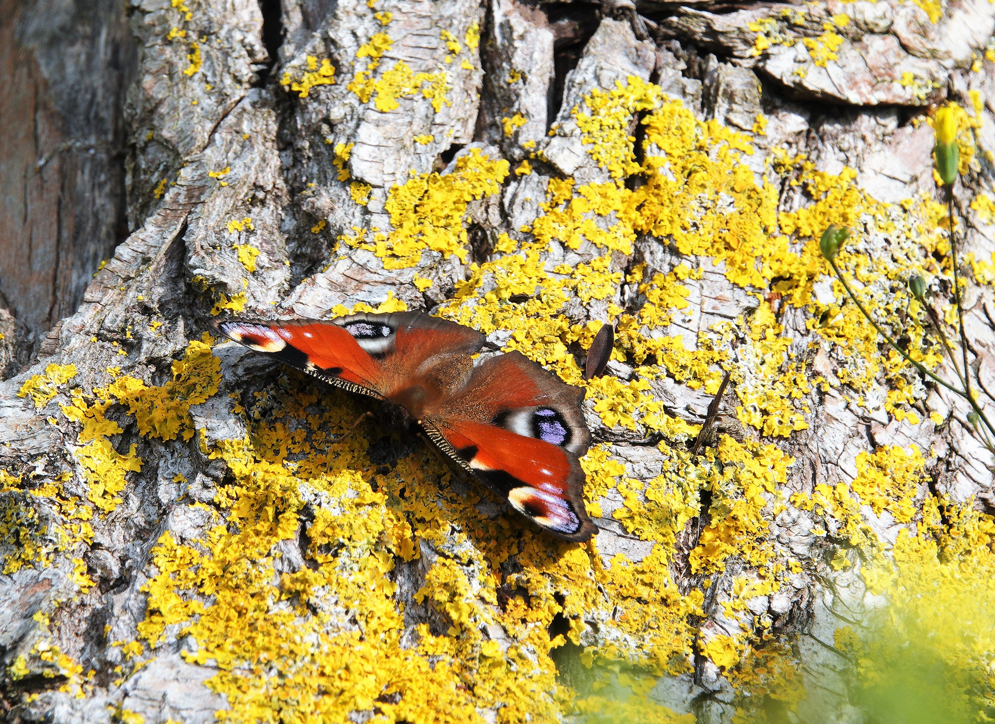 Peacock sunning itself on a tree trunk on a mild and sunny December day
