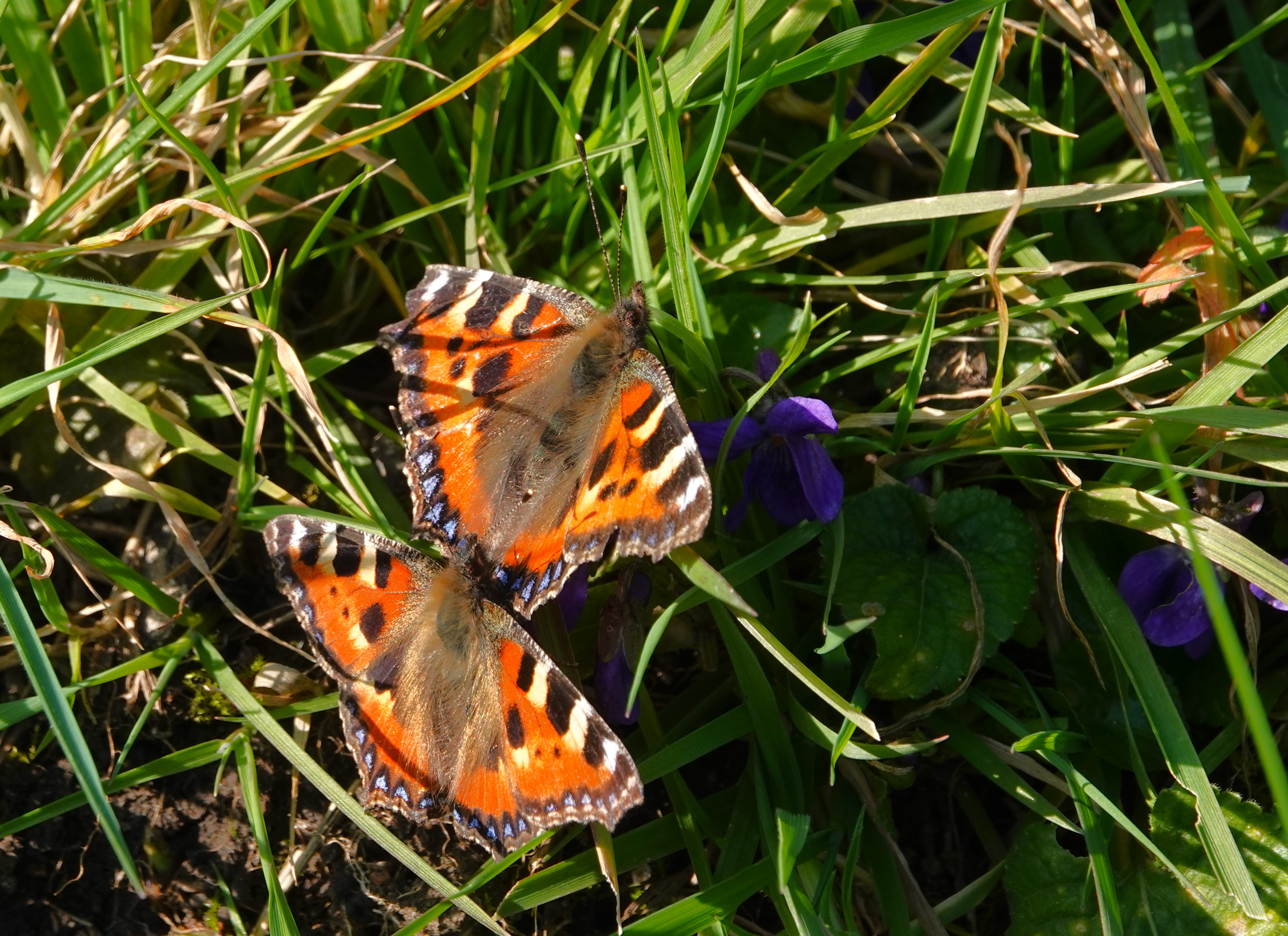 1. Small Tortoiseshells making hay whilst the sun shines!