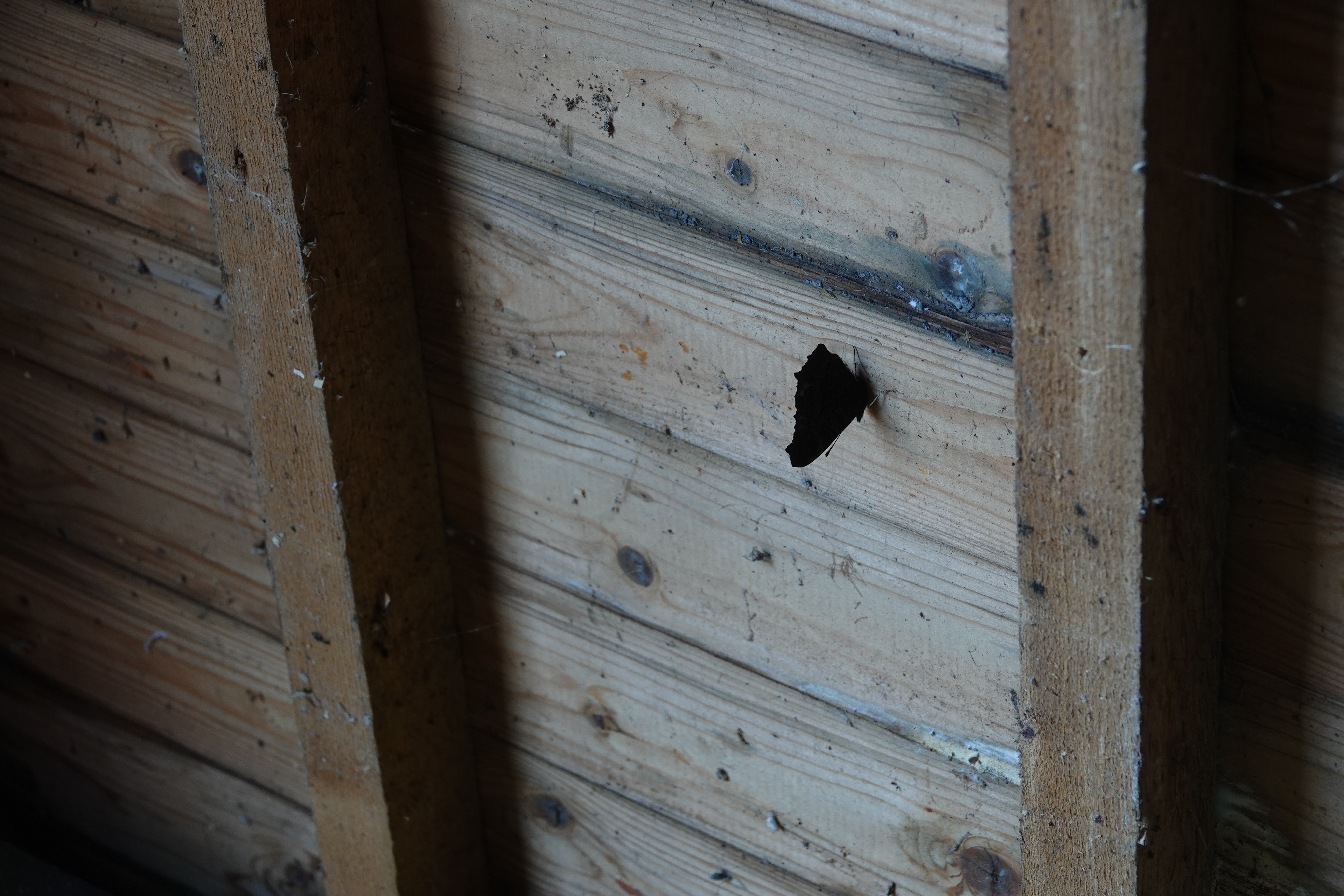 2. Peacock hibernating in our shed - until today!