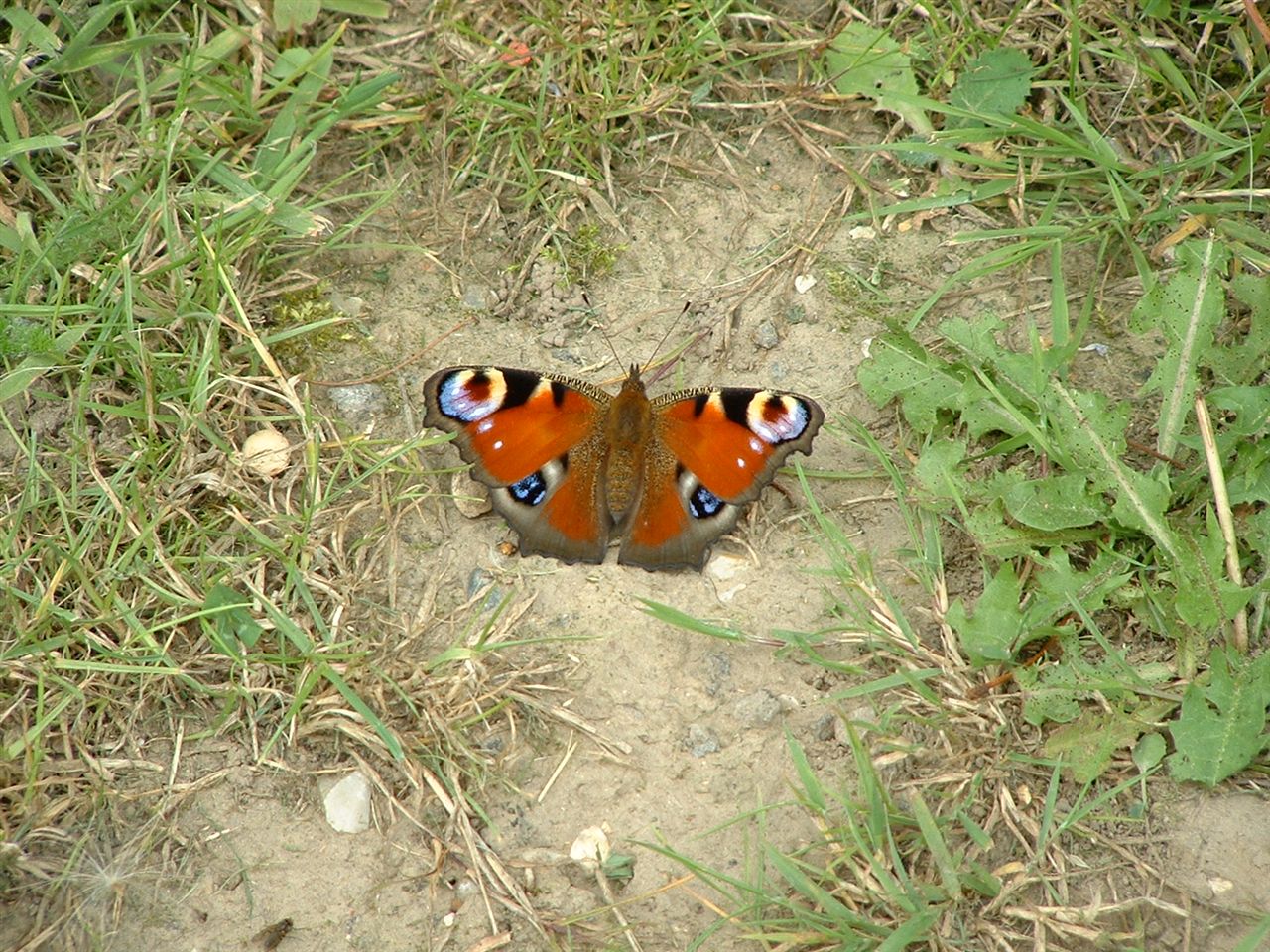 3. Peacock warmed up and all set for its maiden flight of 2026.