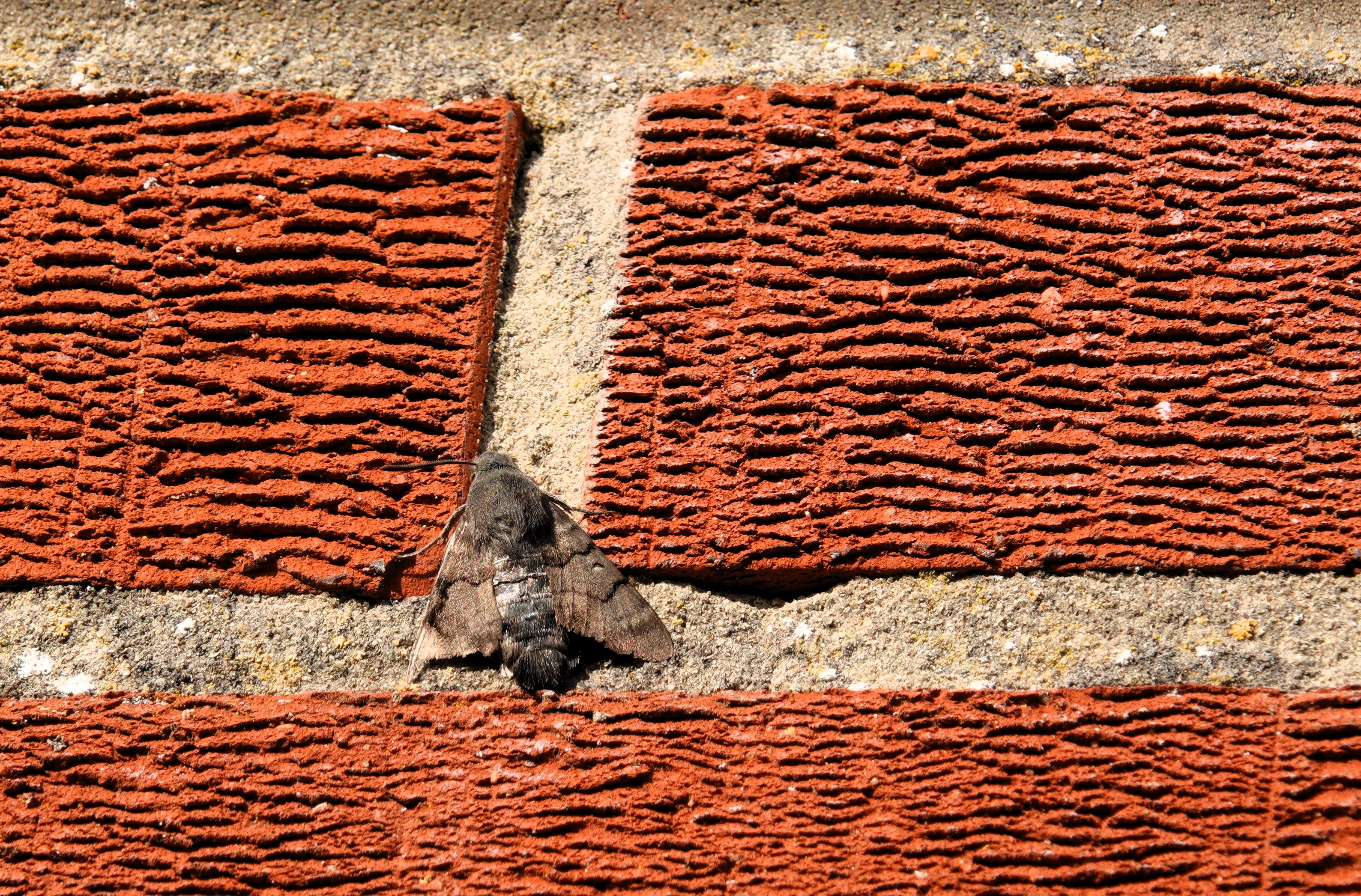 Humming-bird Hawk-moth resting on wall after feasting on red dead nettle.