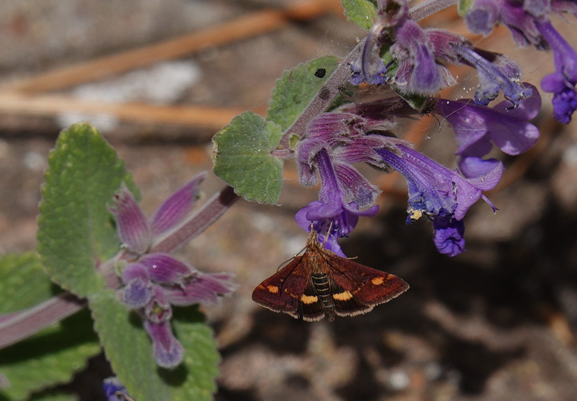 Mint Moth feeding on catmint
