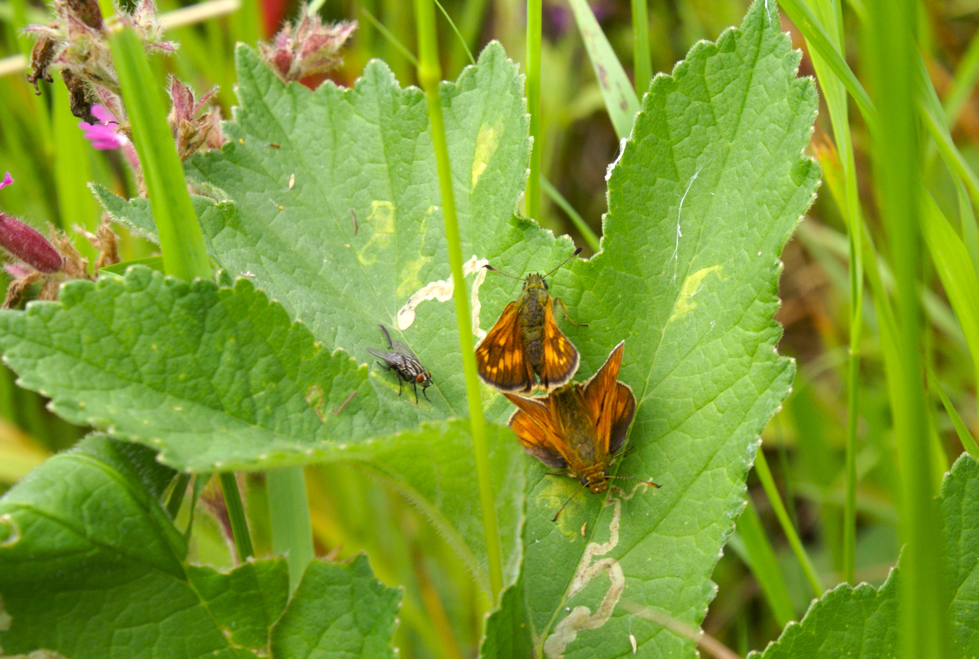 Large Skippers male and female