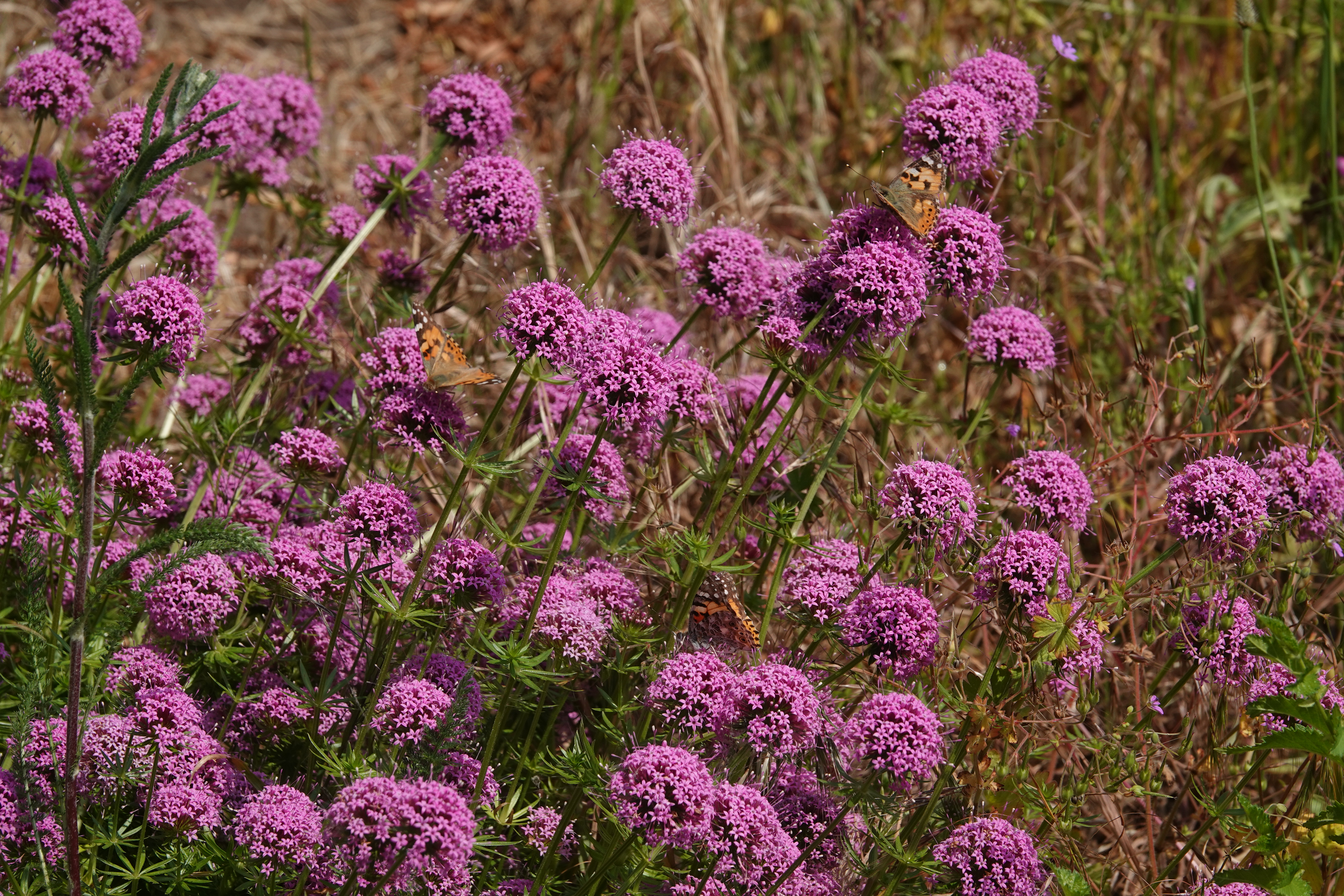 Painted Ladies on crosswort