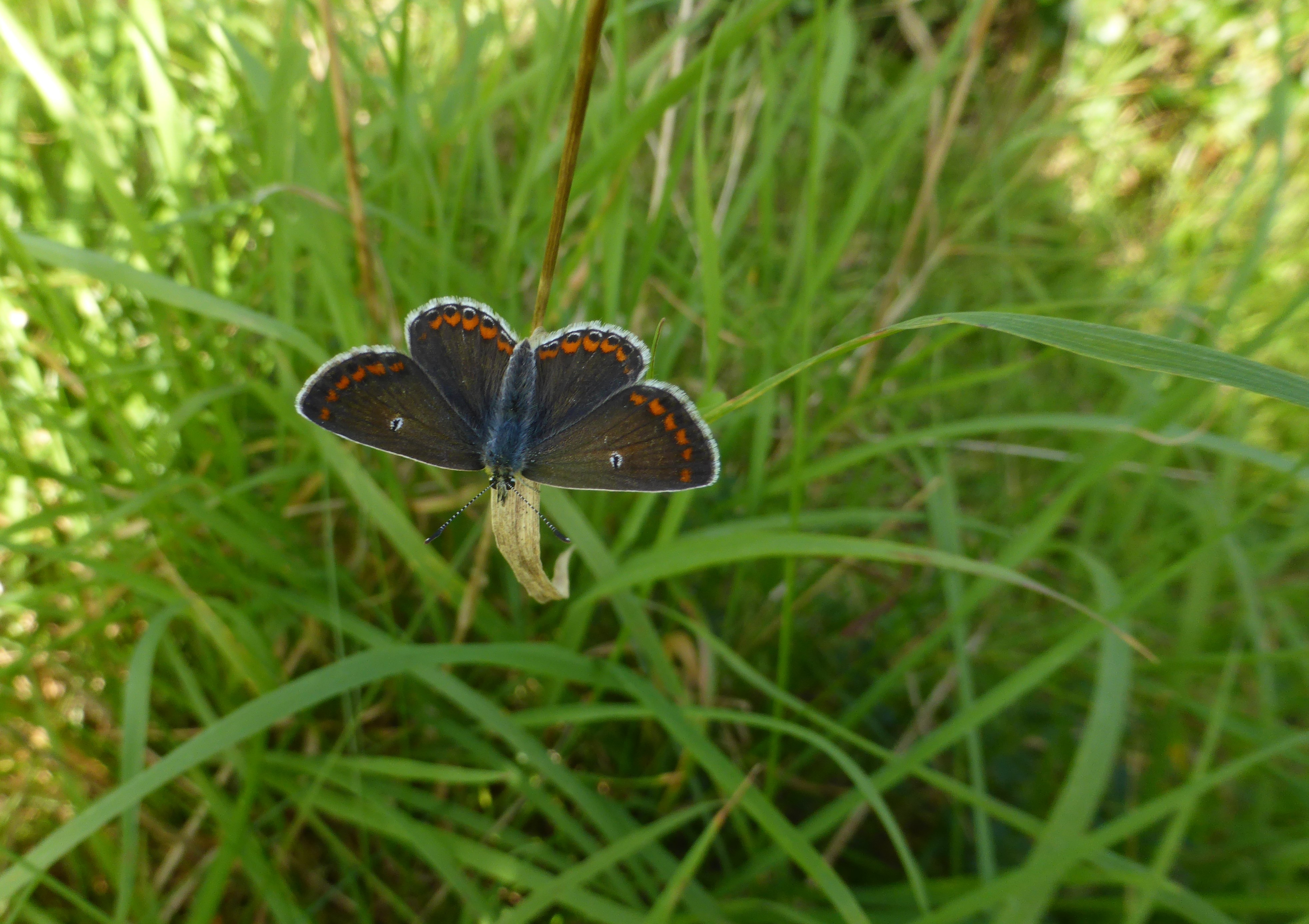 Brown Argus - this is a common aberration ab. snelleni with a suggestion of white spots in the centre of the forwings, almost like a Northern Brown Argus