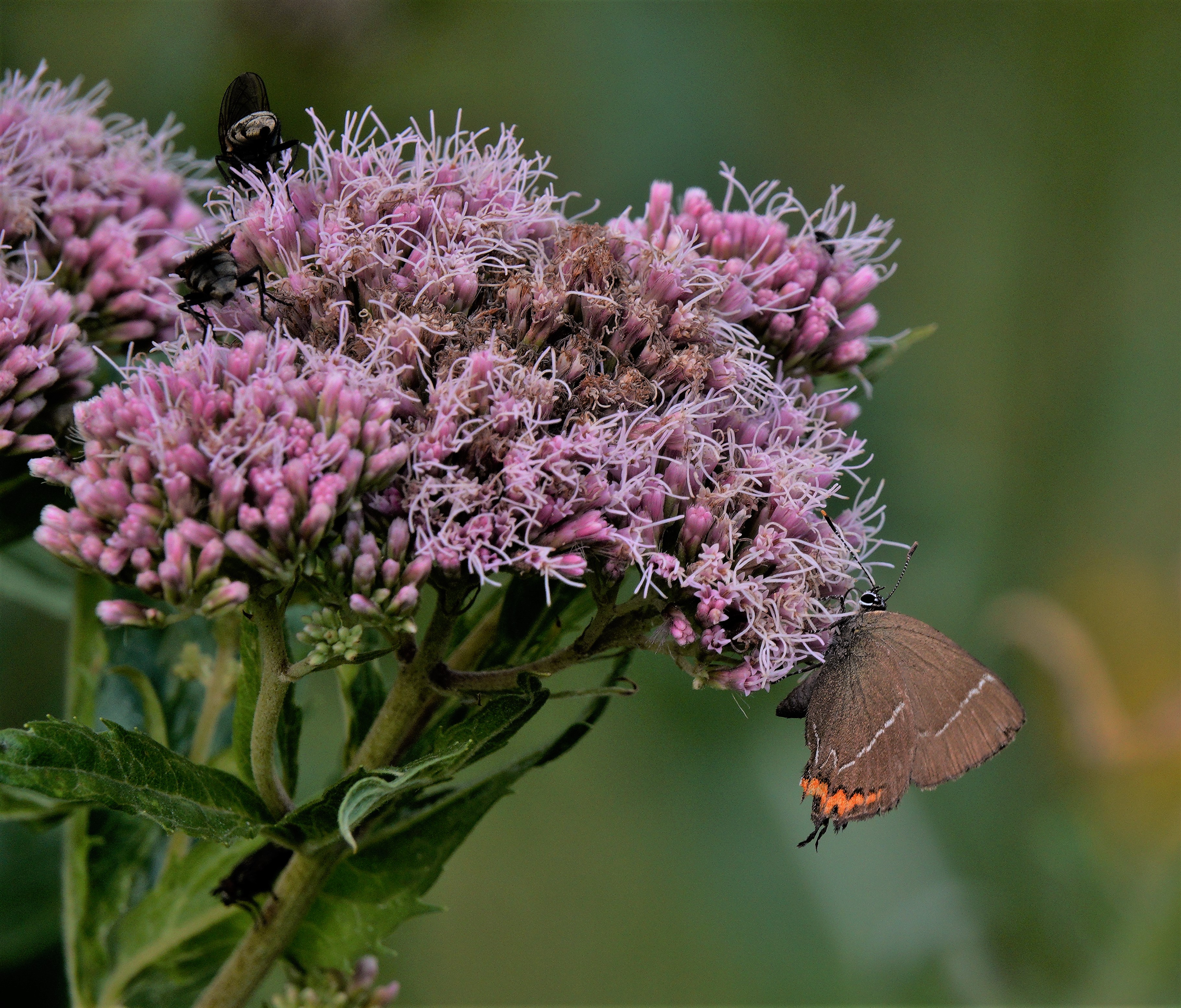 White-letter Hairstreak feeding on hemp agrimony