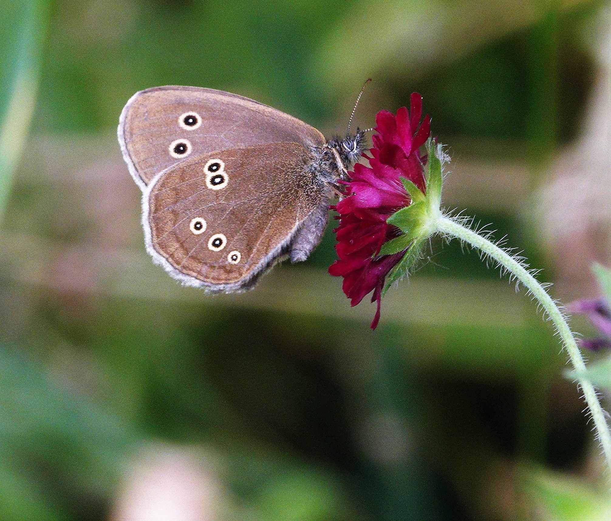 1. Ringlet feeding on crimson scabious