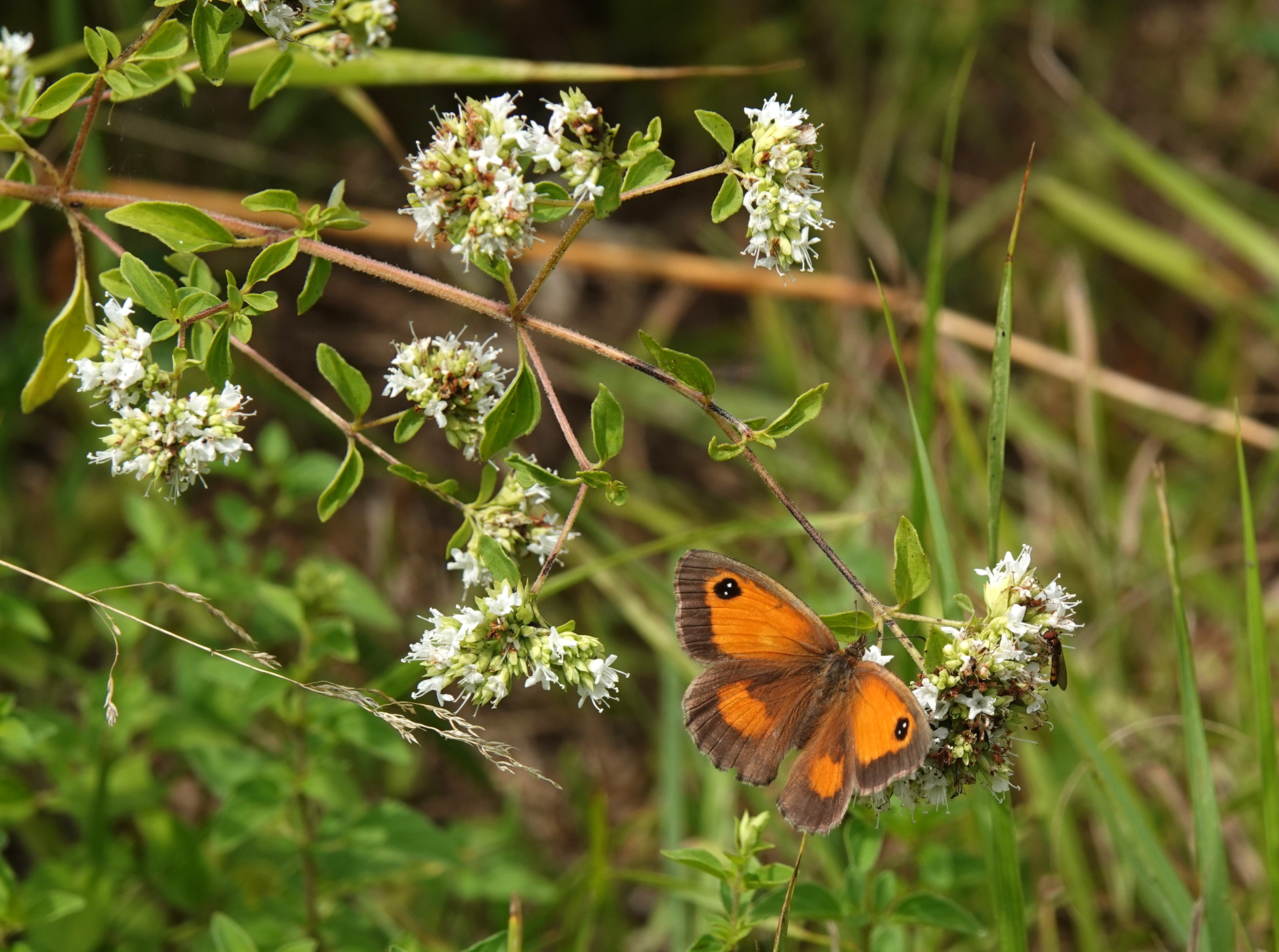 2. The Gatekeeper is found in massive numbers this year