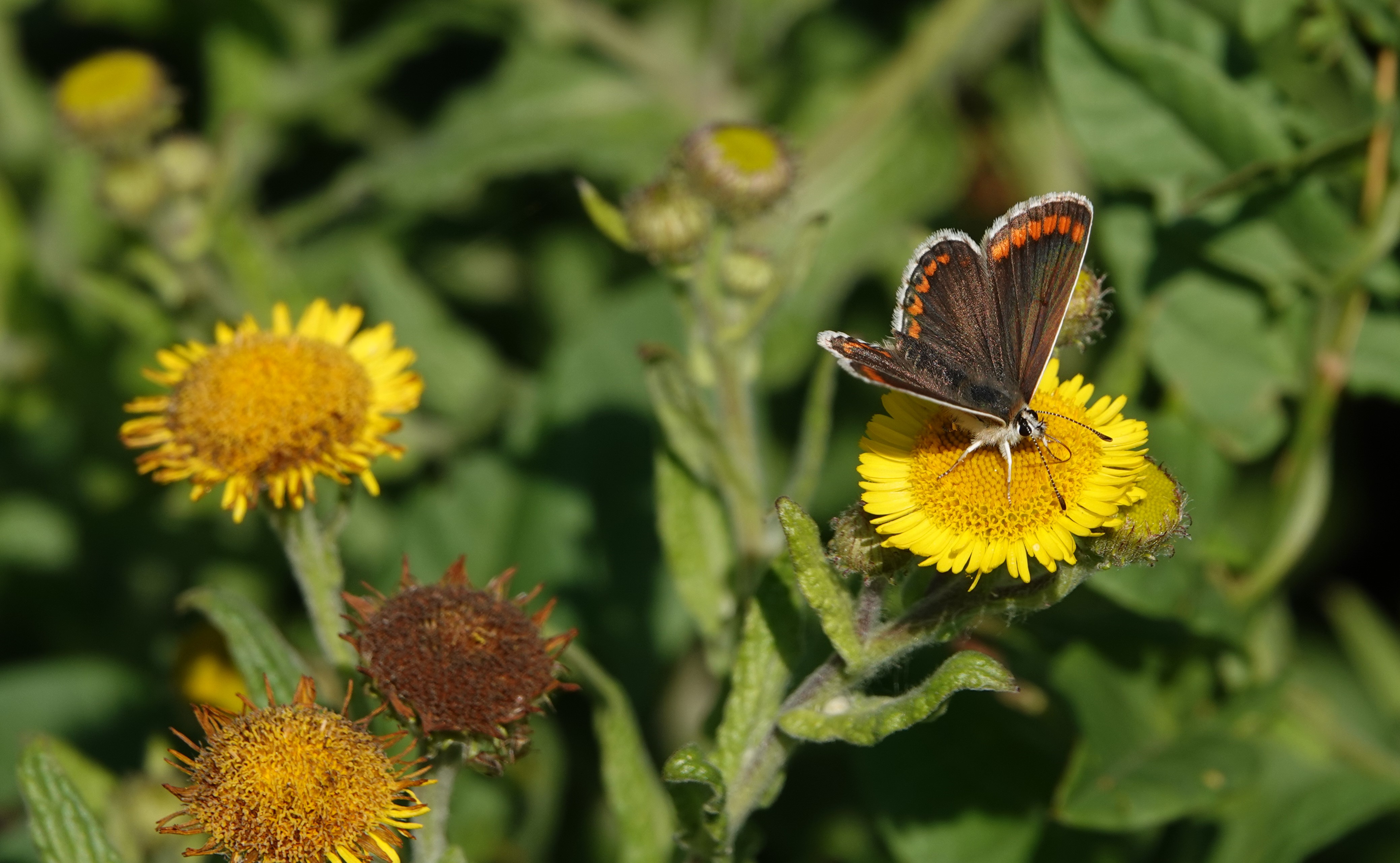 3. The tiny Brown Argus is having its best year here since its incredible 2018 season - and this one is not over yet!