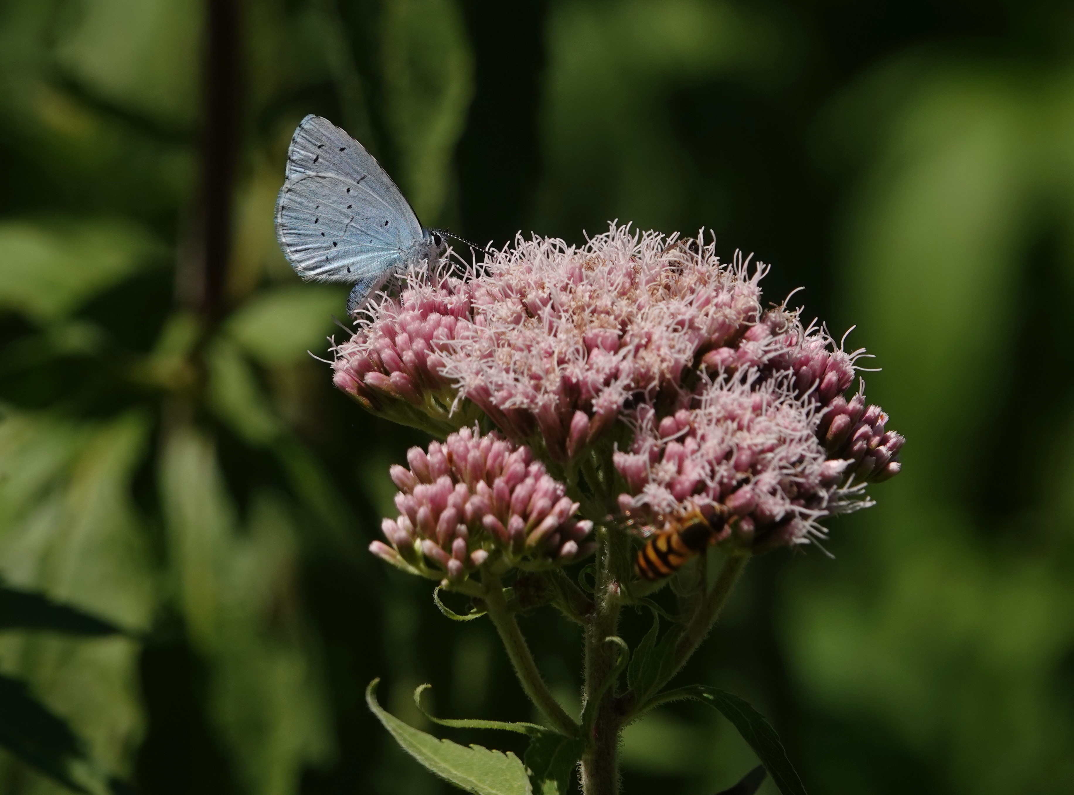 4. If we could only keep one wild flower for the butterflies, hemp agrimony would be a strong contender, here being visited by a Holly Blue - a species having its best year on record here
