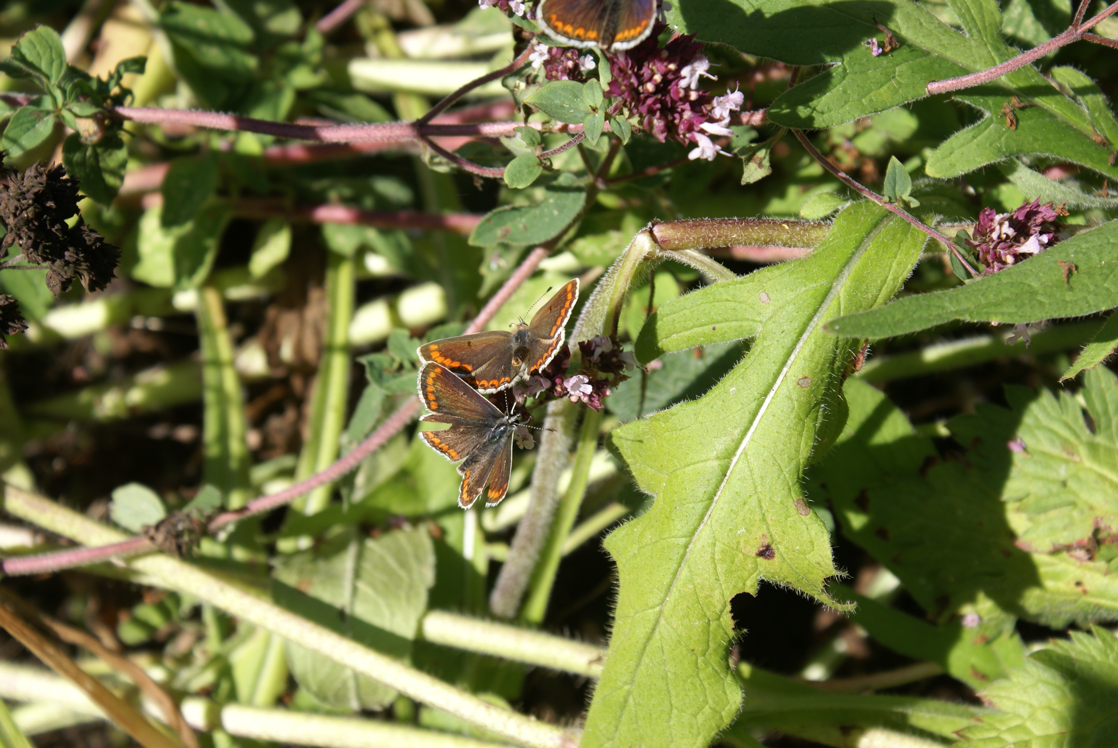 Brown Argus courting prior to mating - a staggered emergence of the second brood to presumably better their chances of survival in this extreme heat