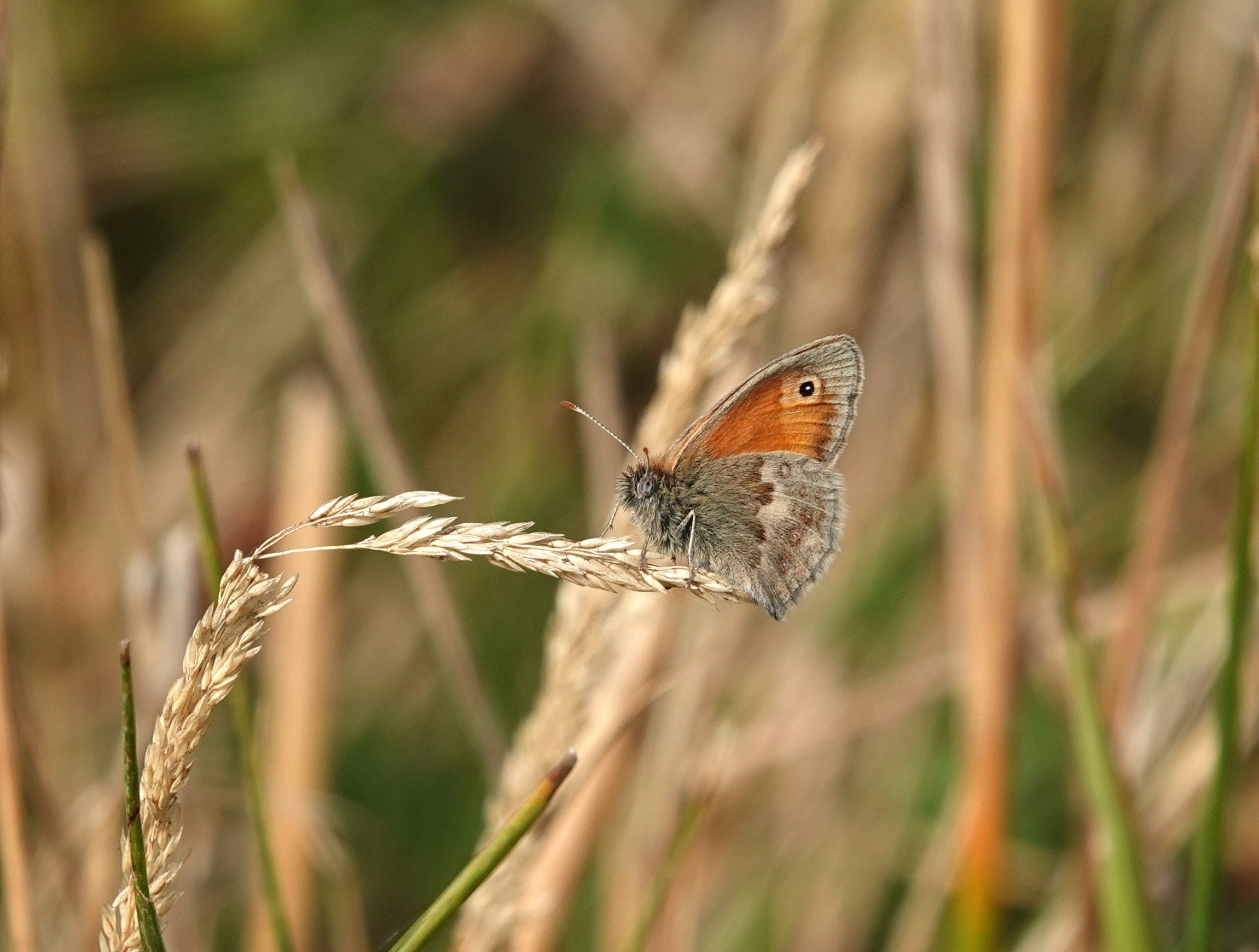 Small Heath resting on Yorkshire Fog head - they seem to like these barren conditions
