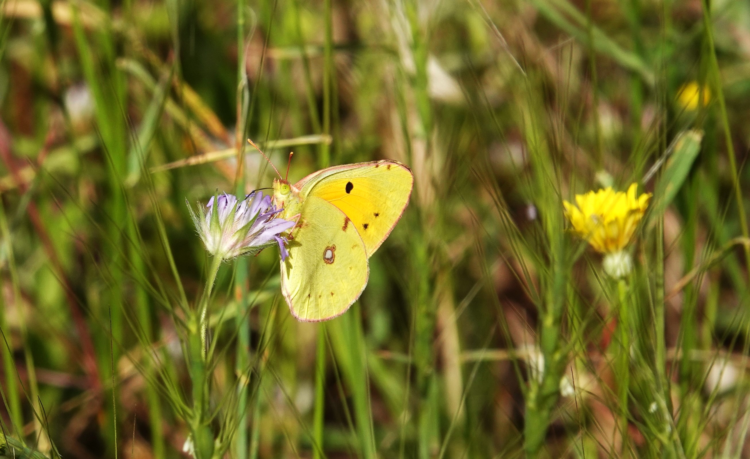 1. Clouded Yellow stopping for a quick feed on scabious