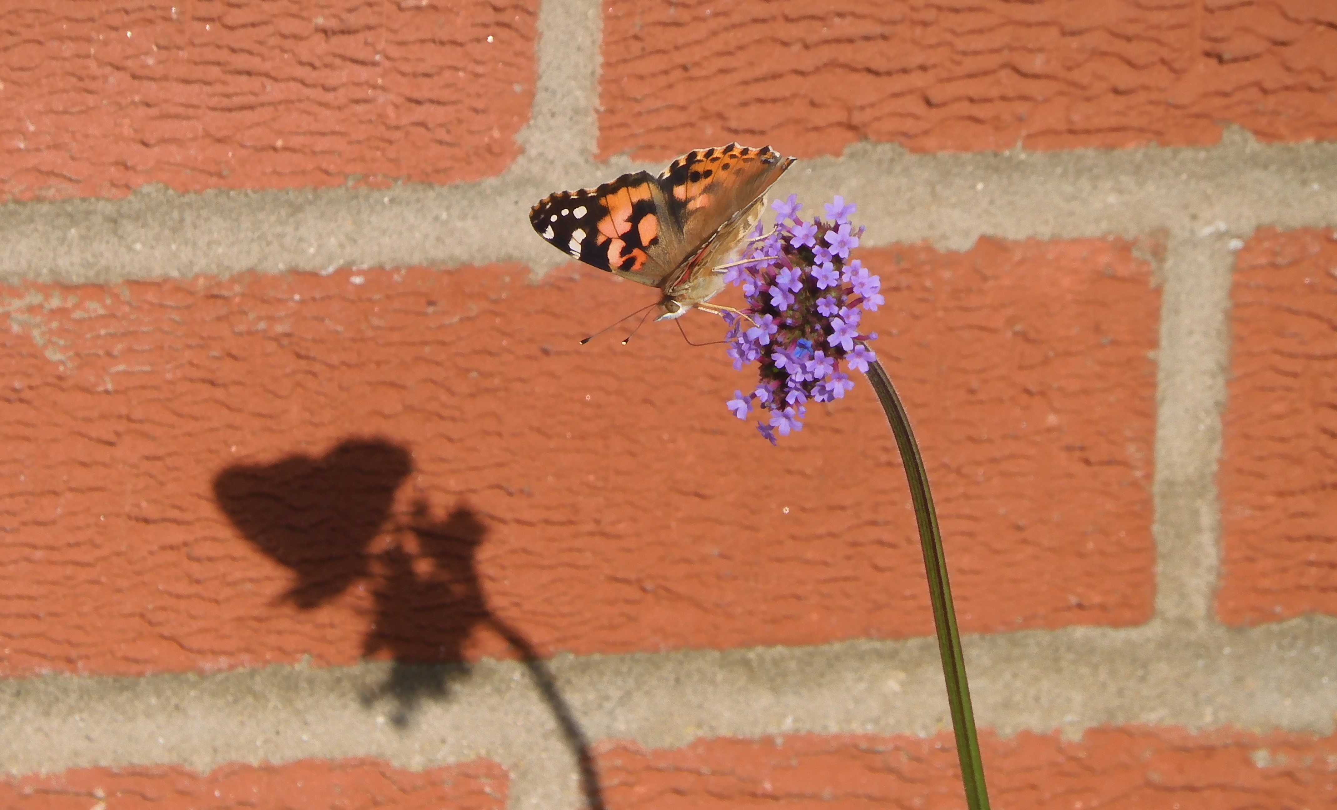 2. Painted Lady casting a shadow on the verbena bonariensis