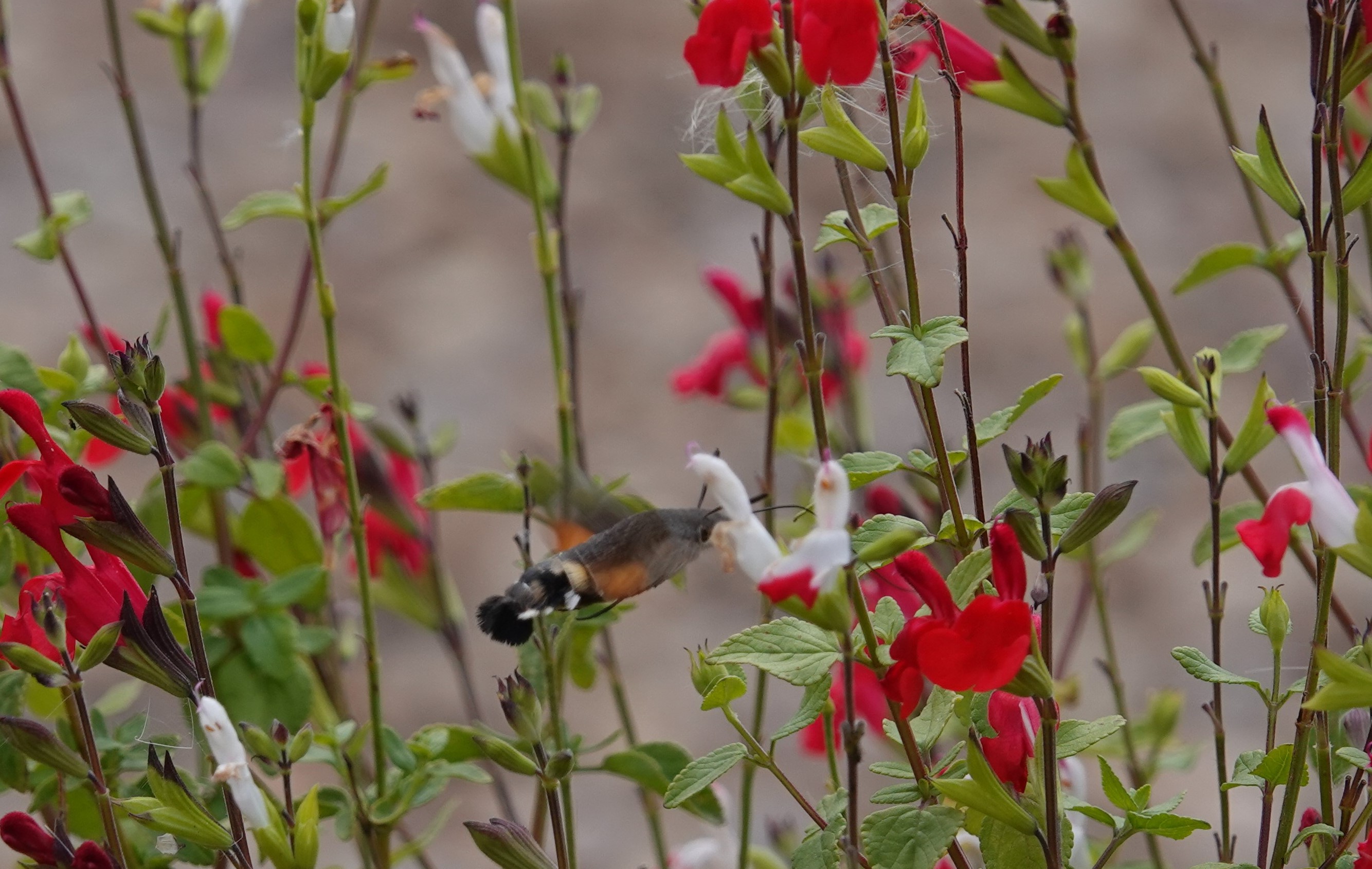 3. The Humming-bird hawk-moth never settles to feed, but hovers above the plant to suck out the nectar with its long proboscis