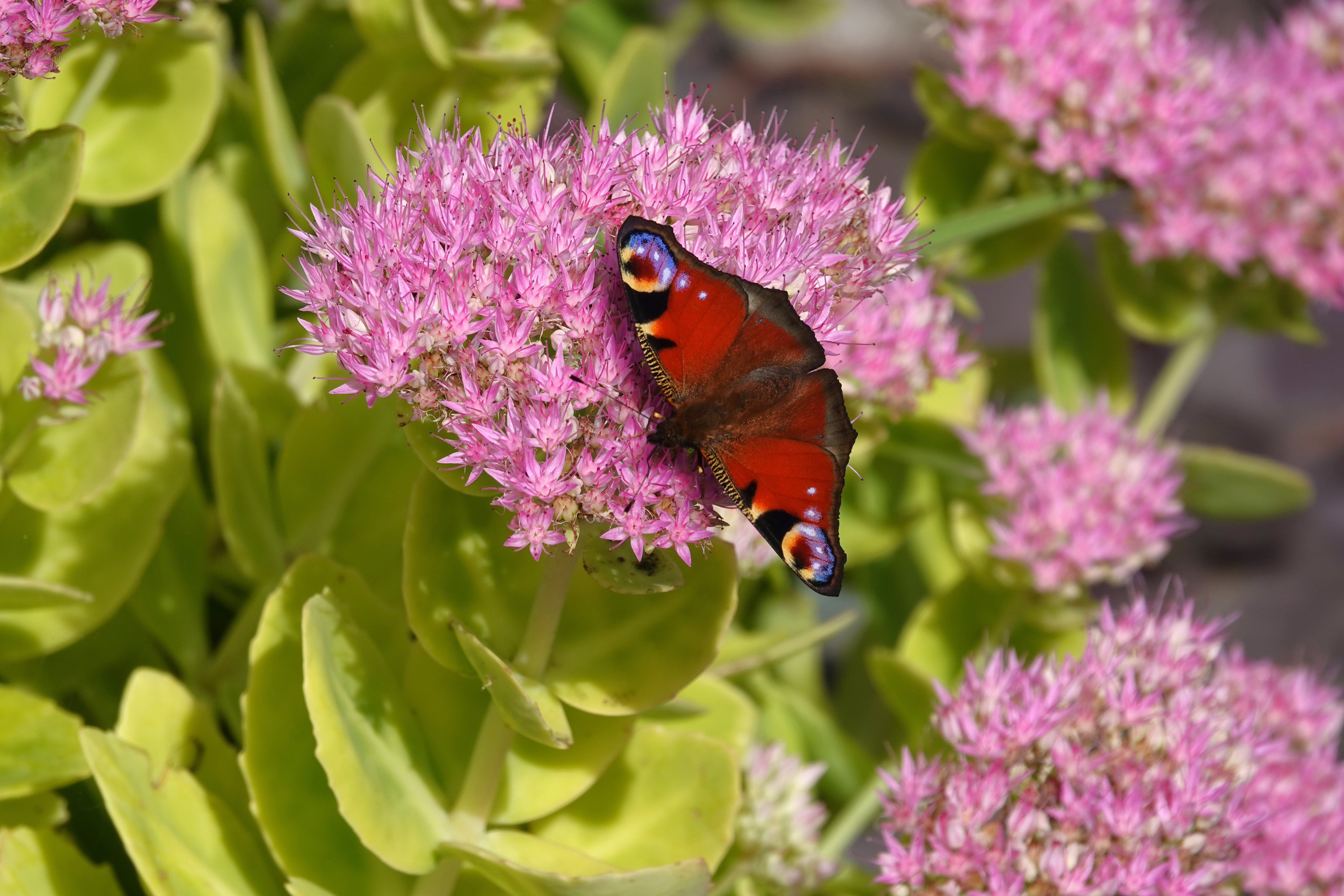 4. A partial second brood Peacock feeding up for the winter on Ice Plant