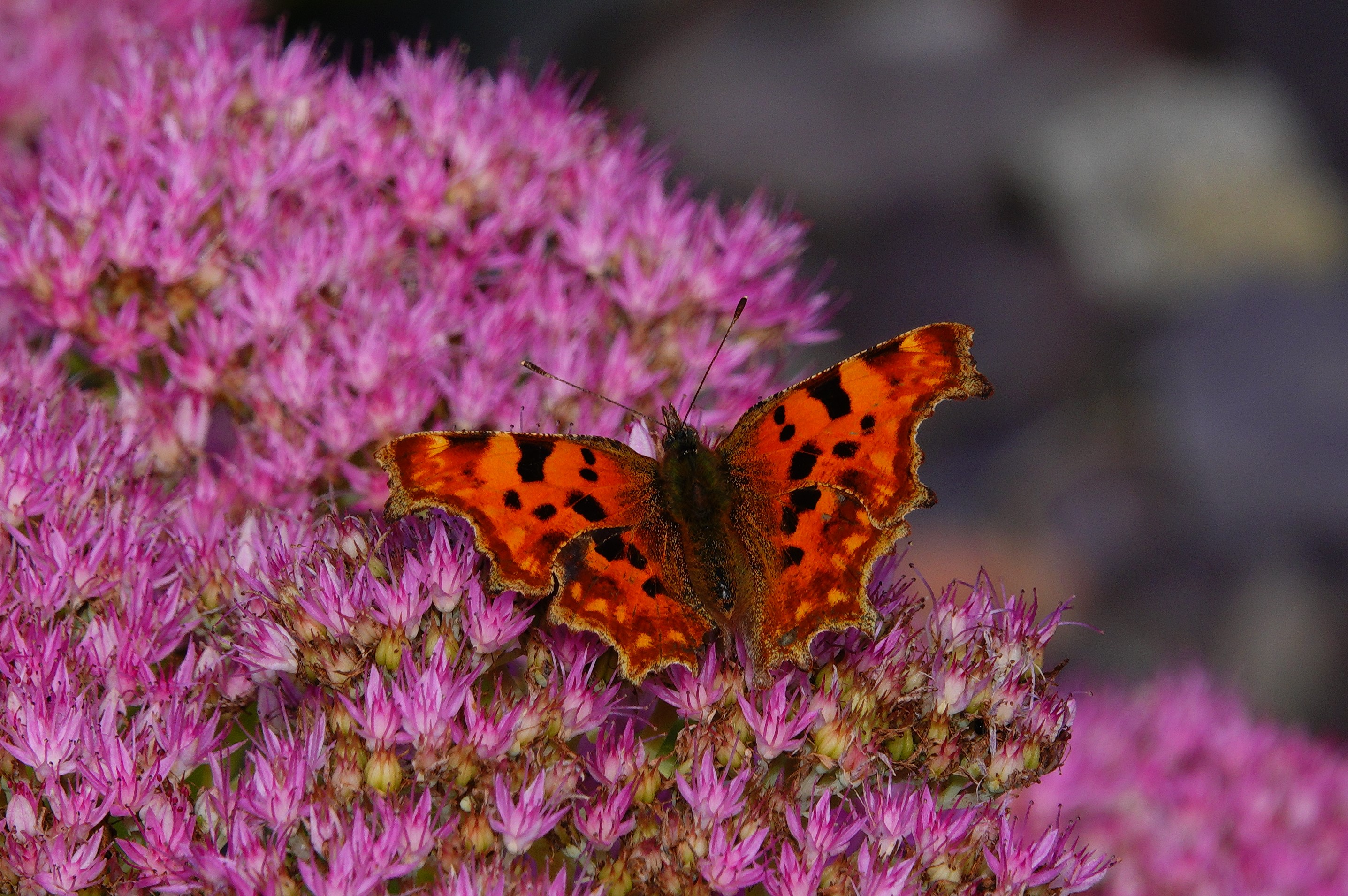 5. Also on ice plant, an autumn brood Comma, also feeding up for winter hibernation