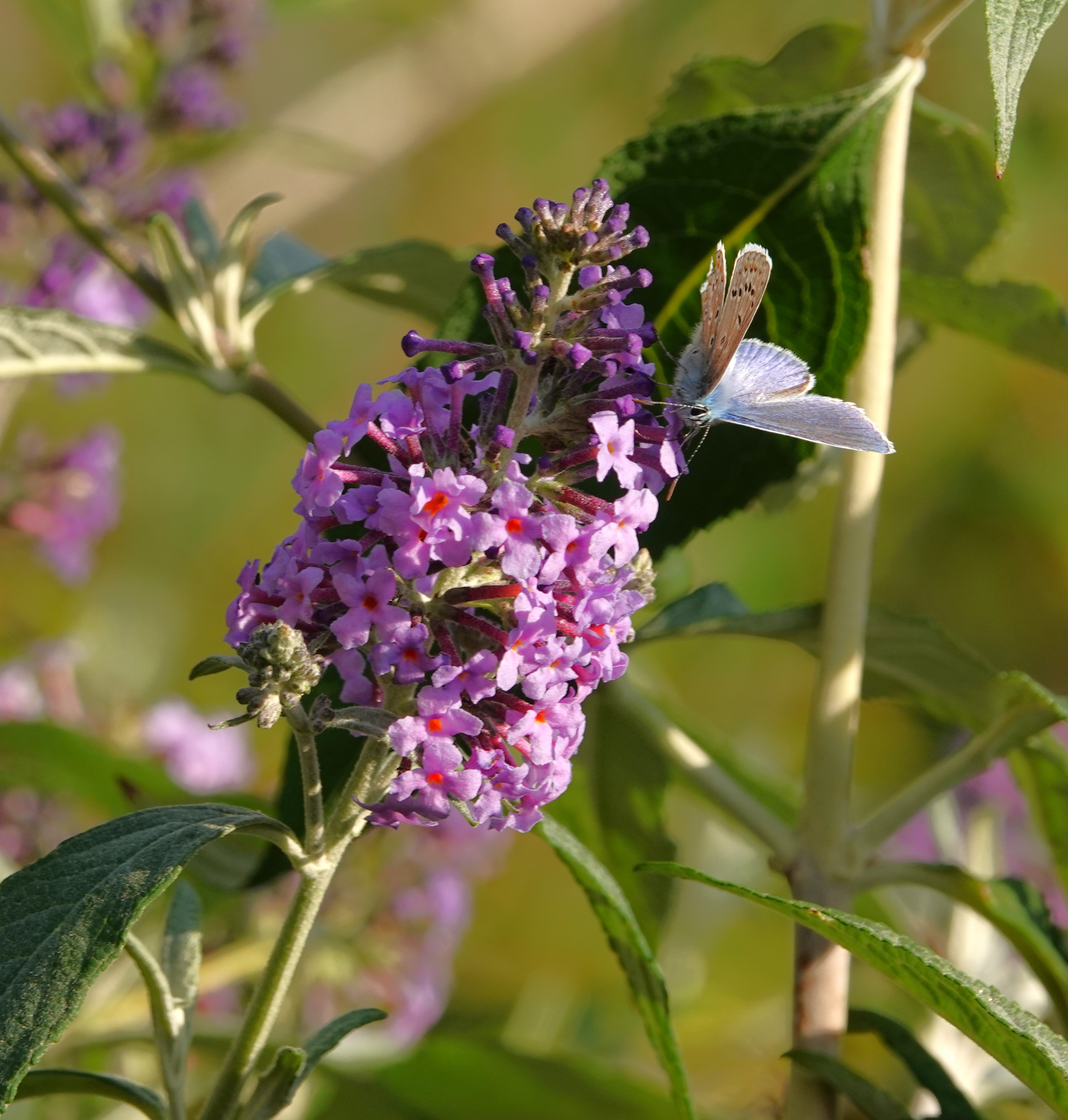 1. It is rare to see a Common Blue feeding from buddleia