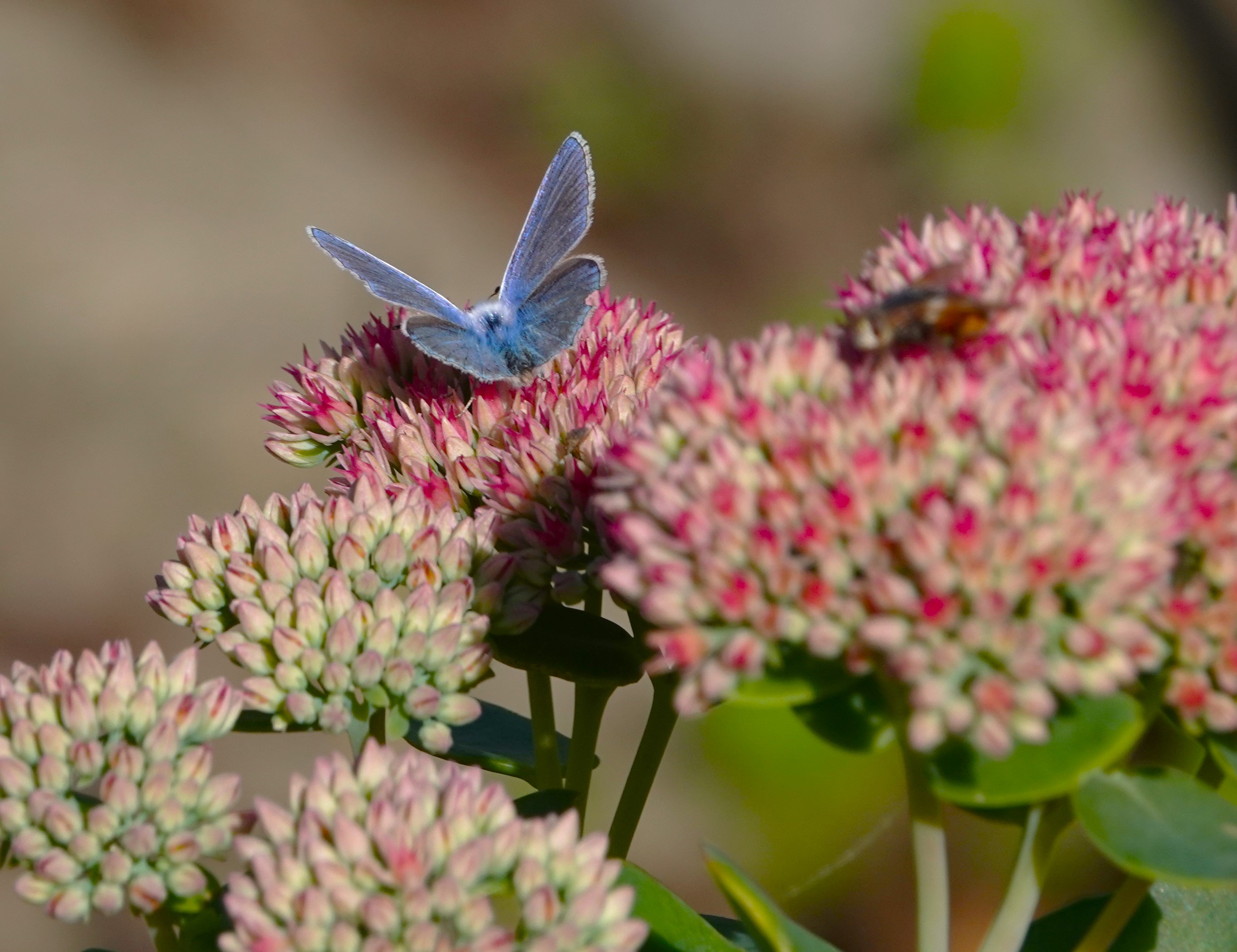 2. In the autumn they regularly visit sedum spectabile, the Ice Plant