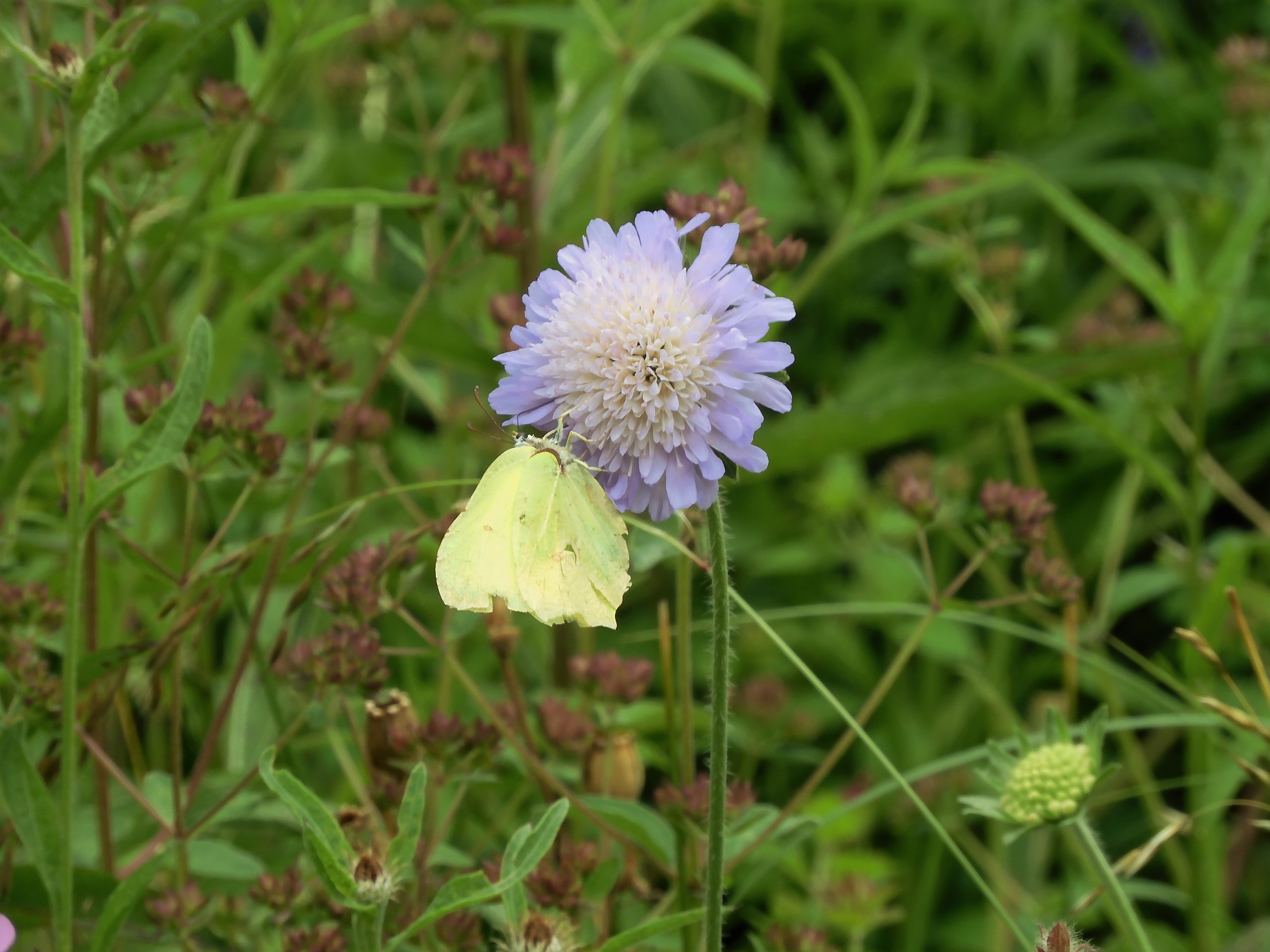 Brimstone on Scabious