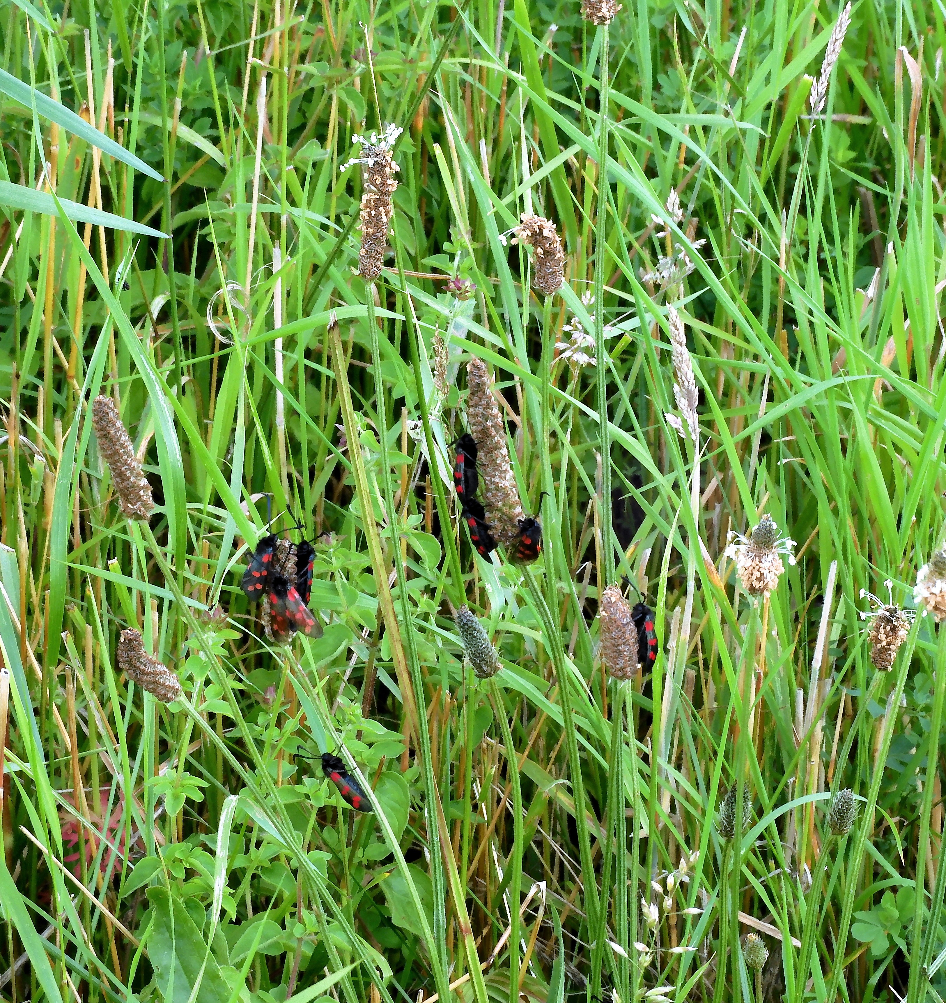 Six-spot burnet moths