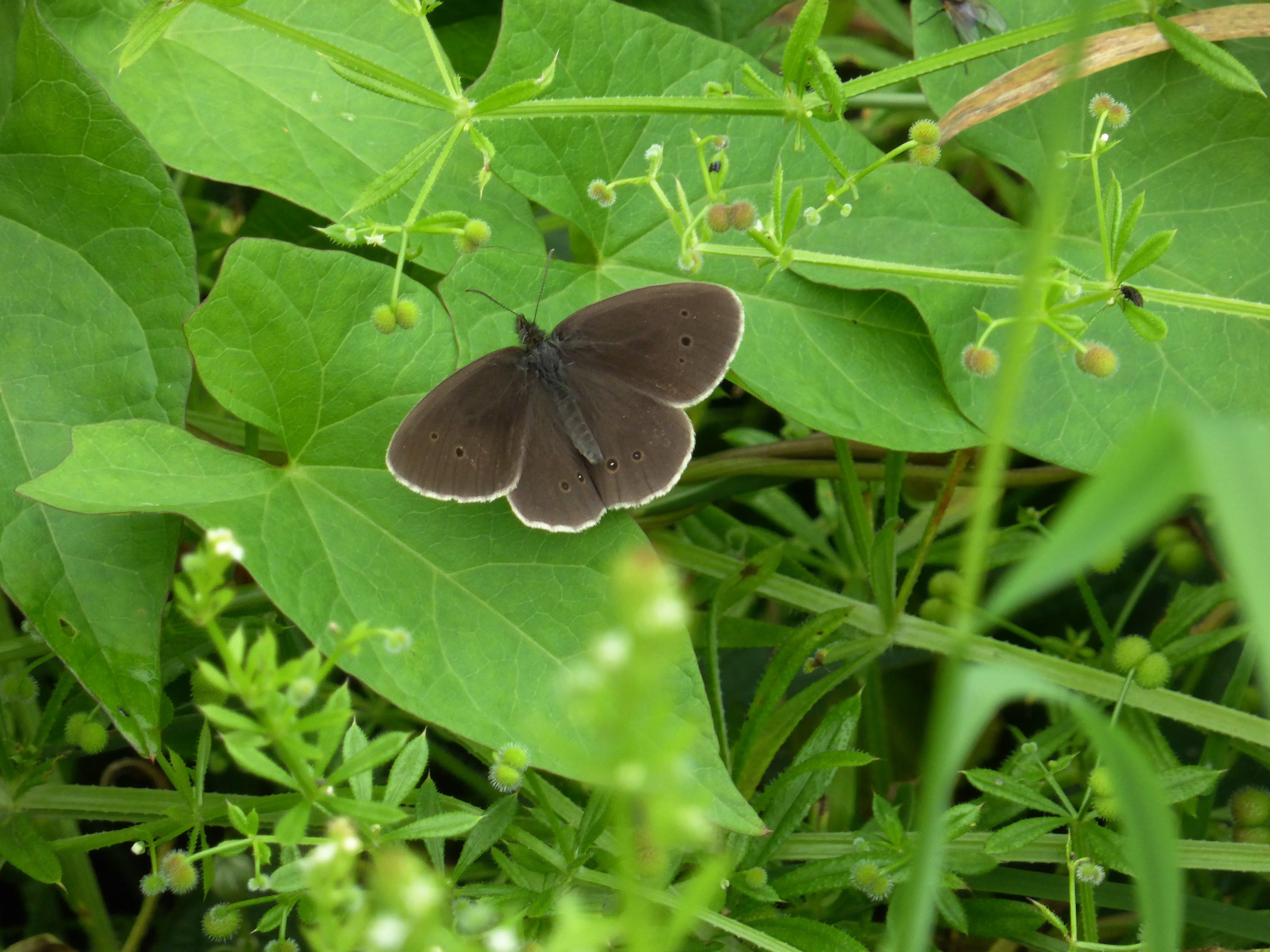 Ringlet m upp basking on ground flora 1-7-17