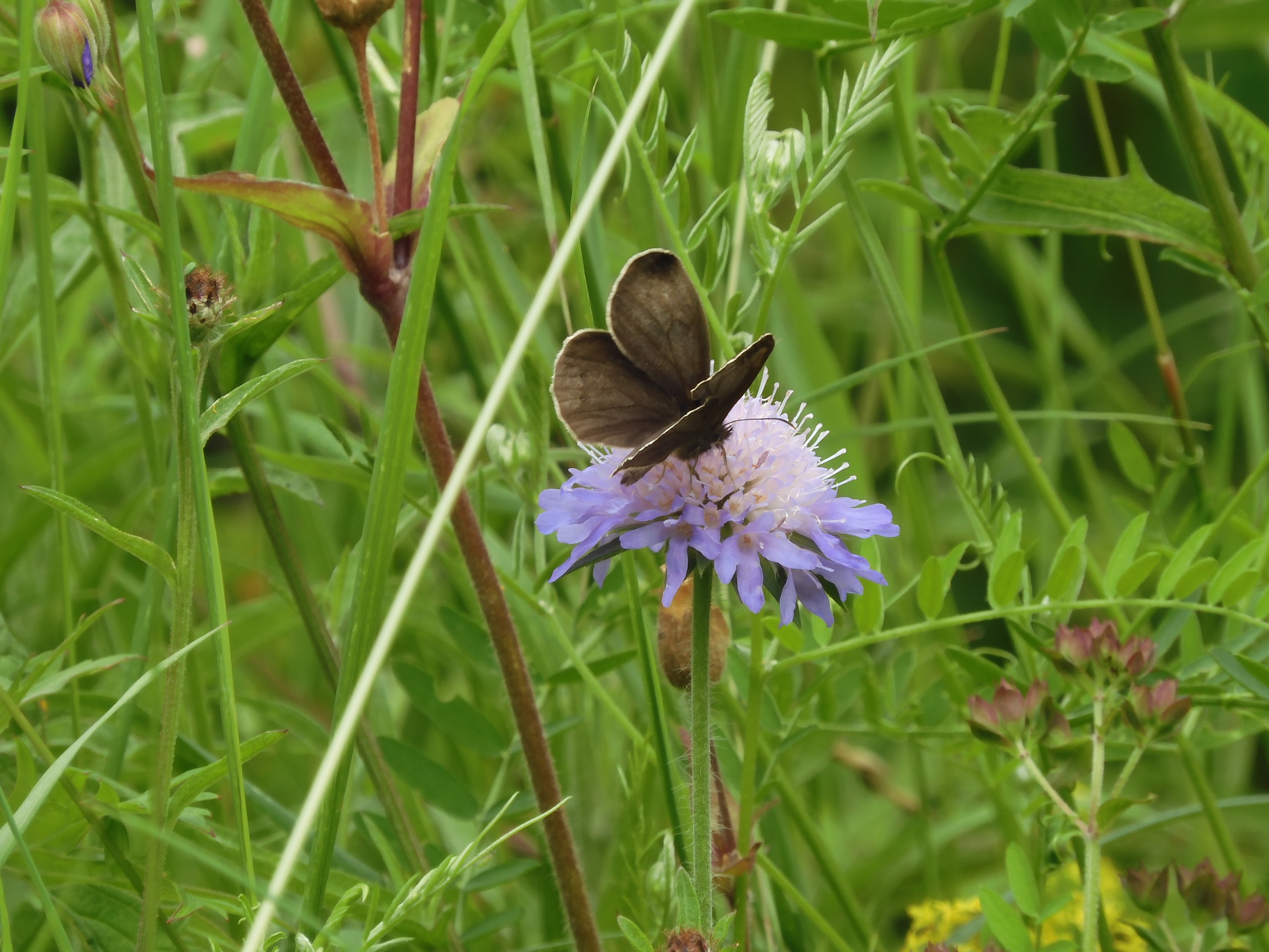 Black-tipped Ringlet