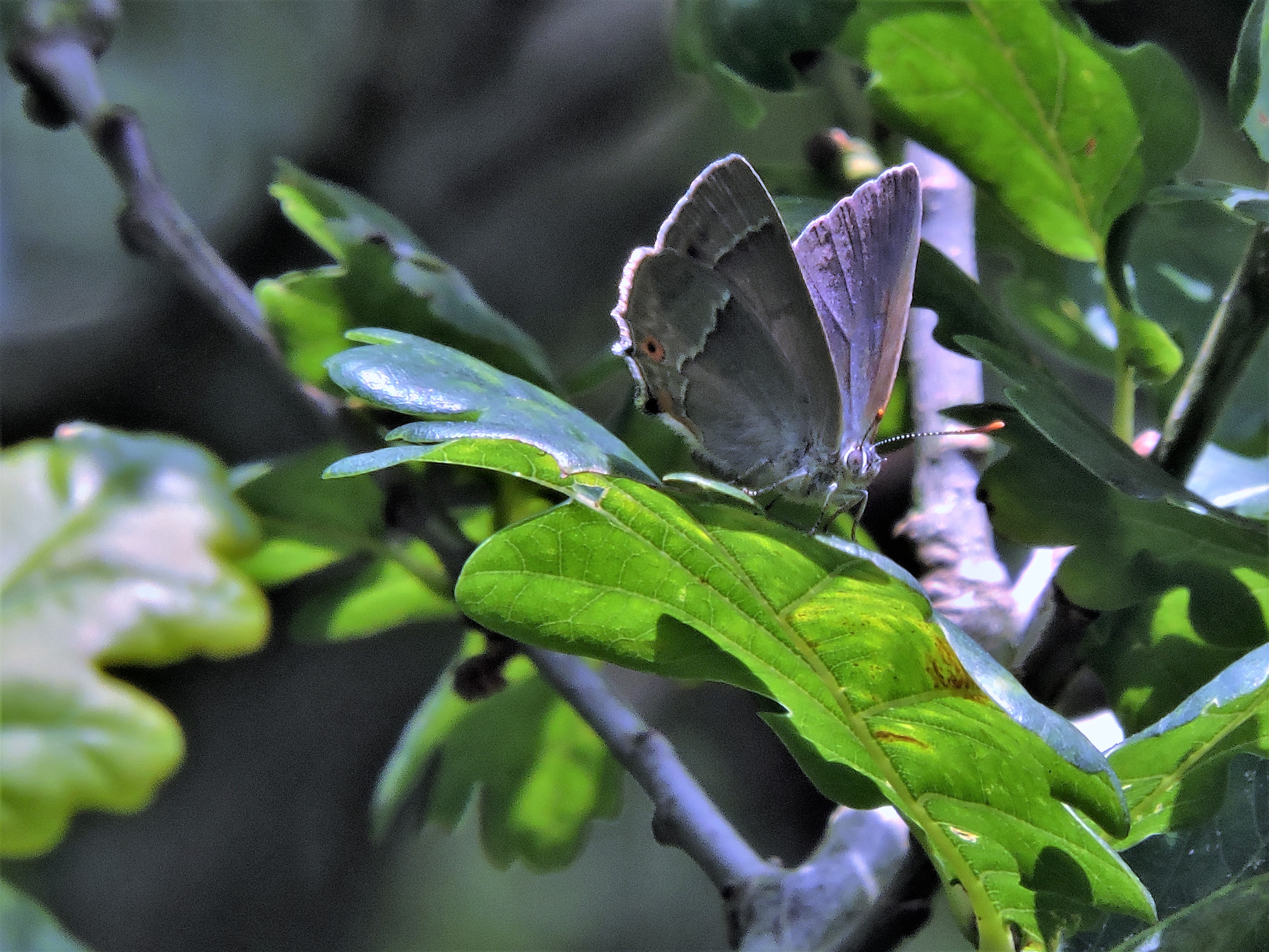 Purple Hairstreak