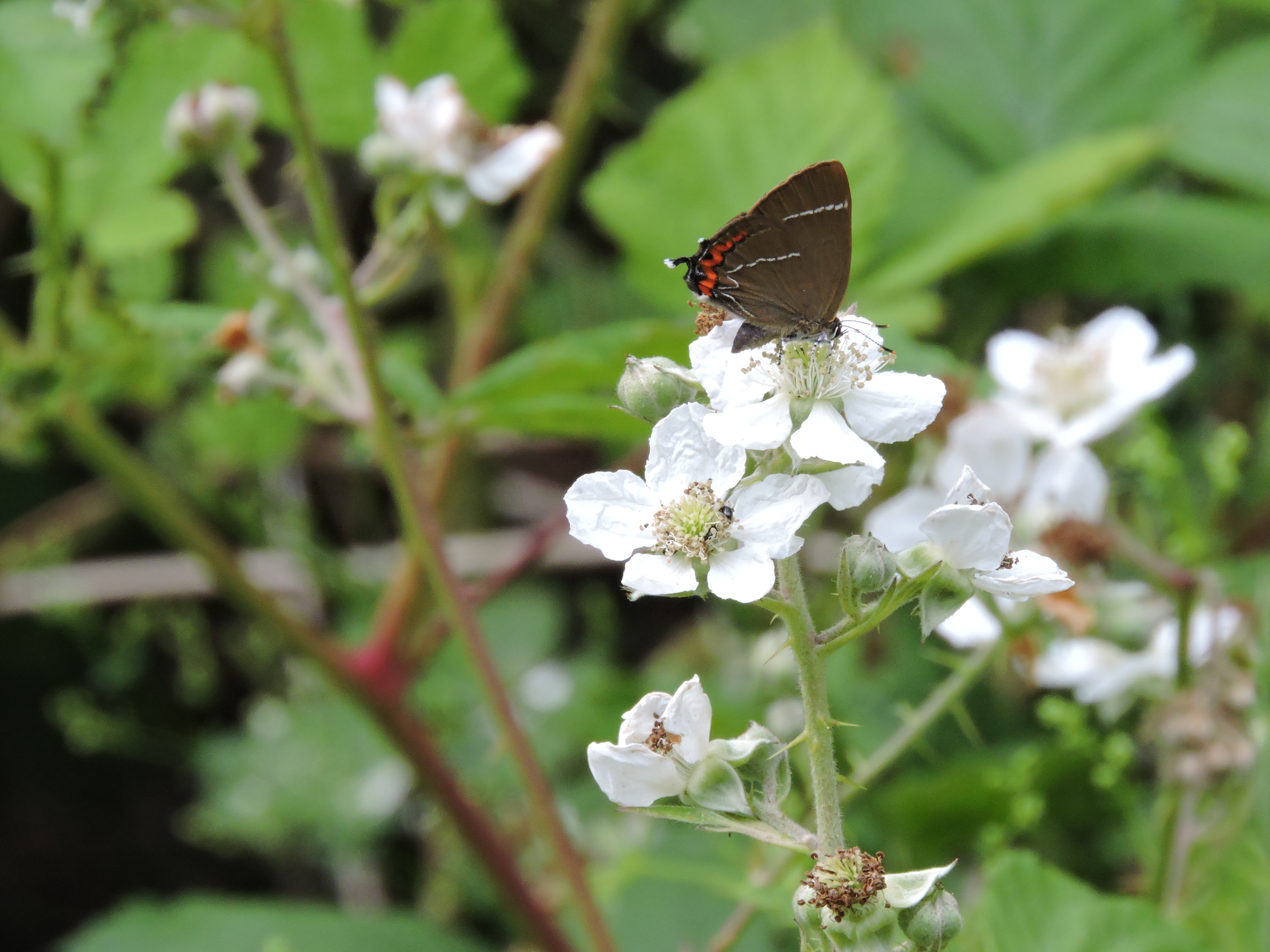 White-letter Hairstreak