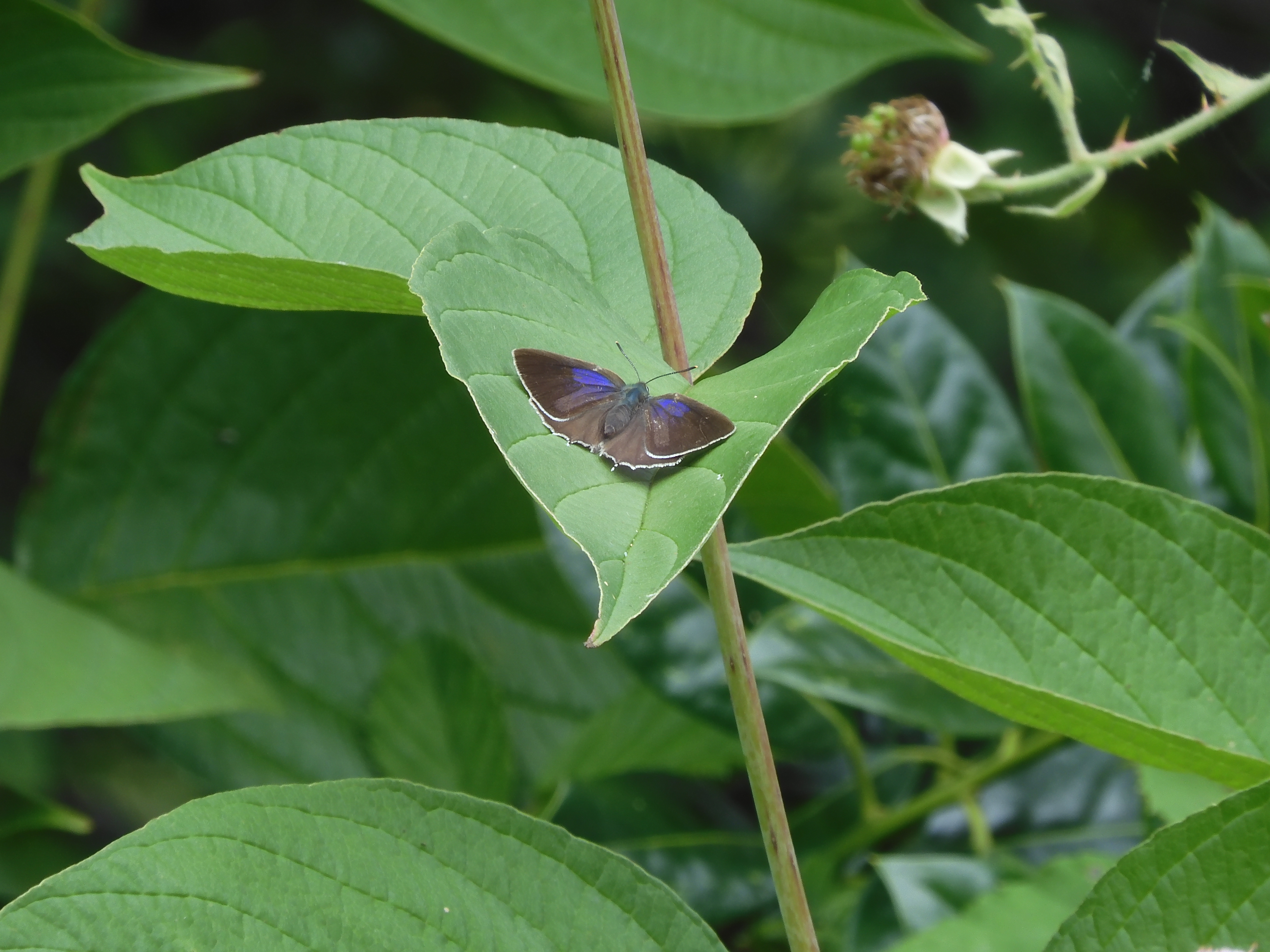 female Purple Hairstreak basking low down on dogwood