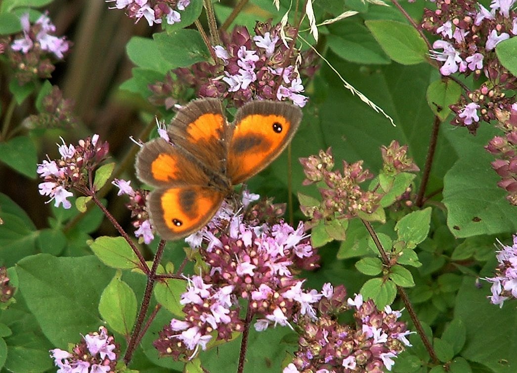 Gatekeeper highest numbers to date