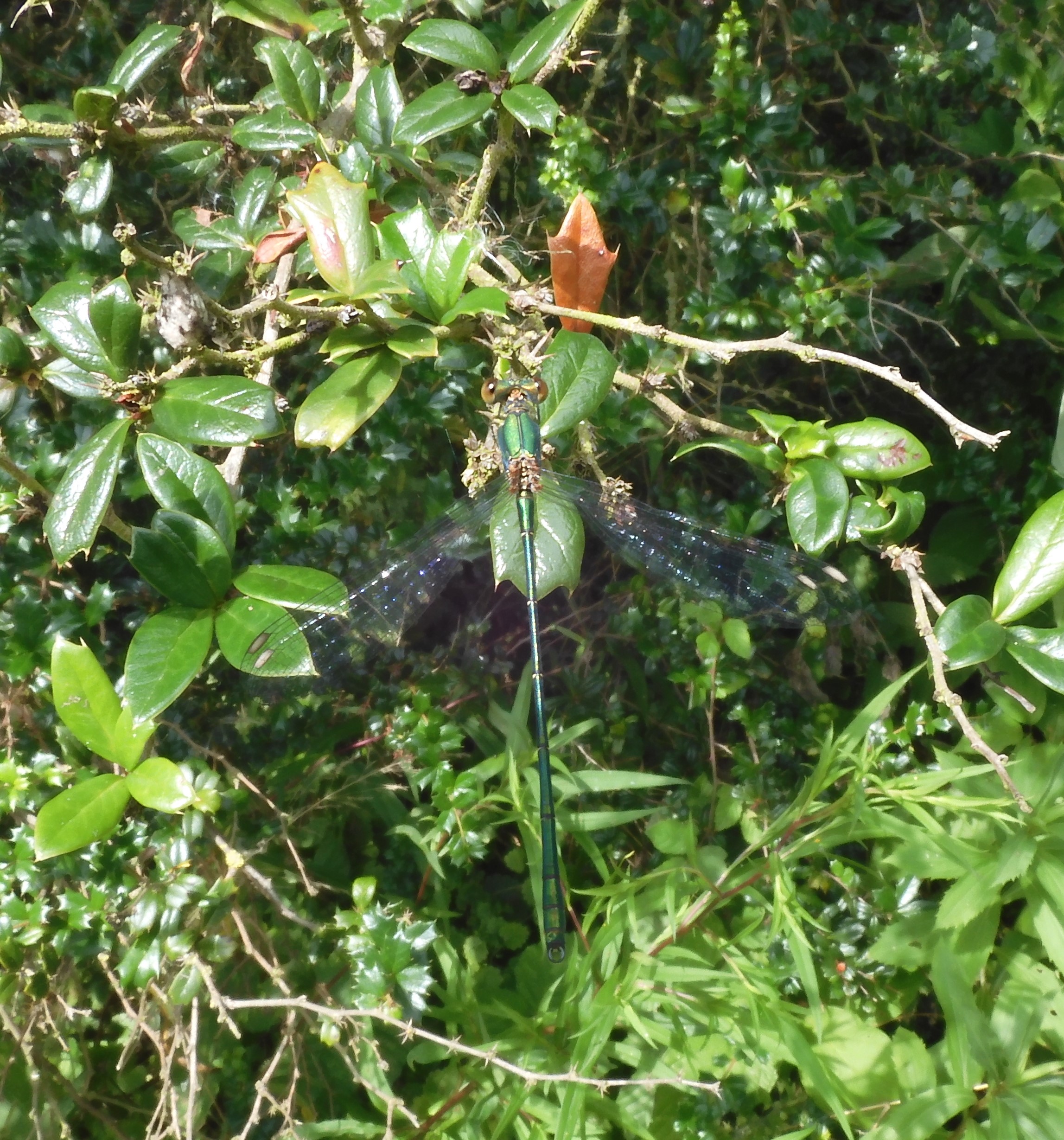 Willow Emerald damselfly