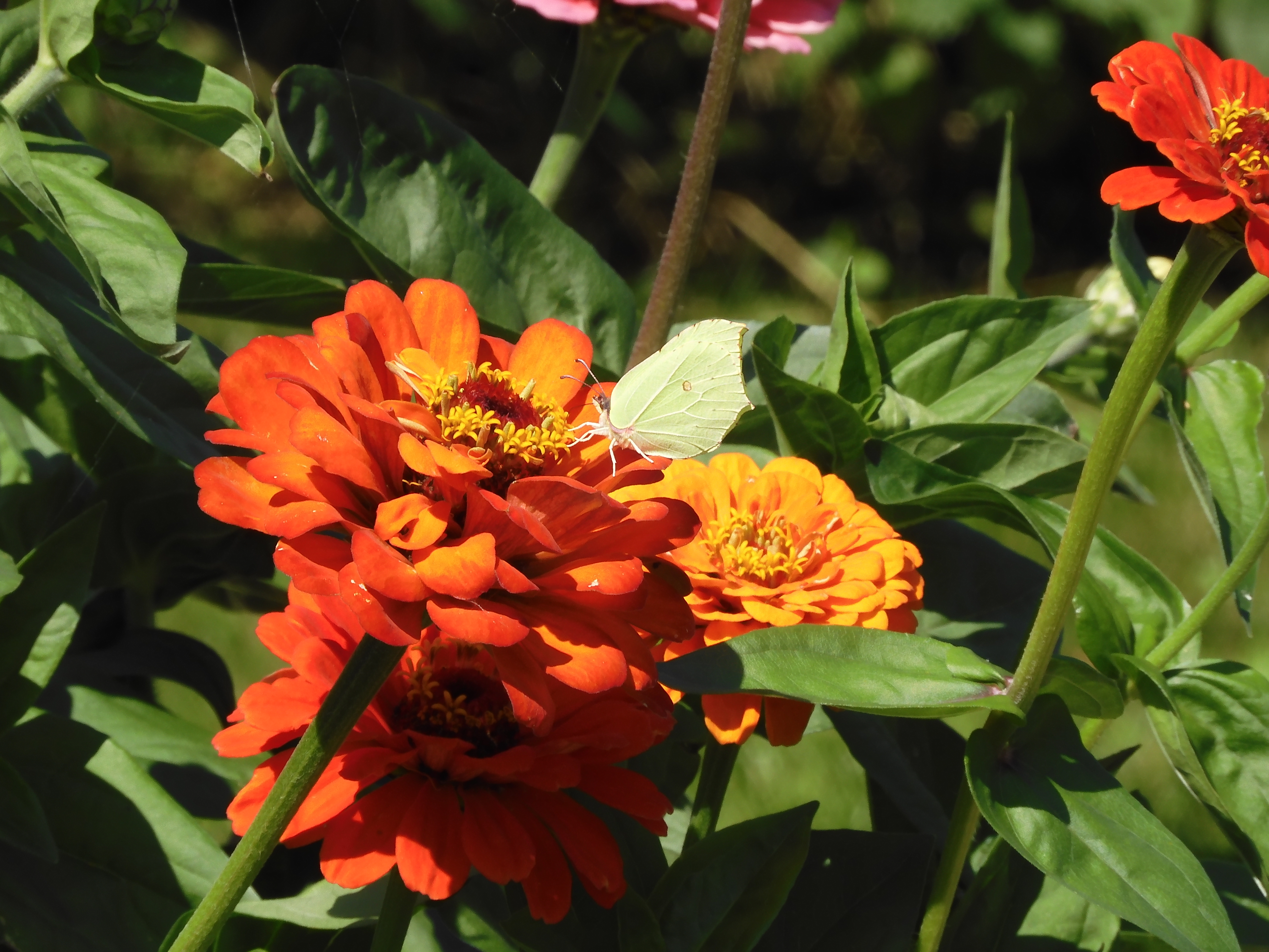 Male Brimstone feasting on Zinnia